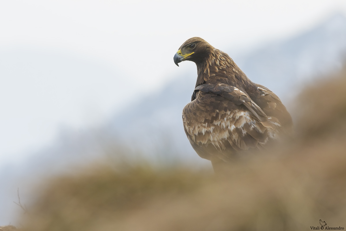 Golden eagle