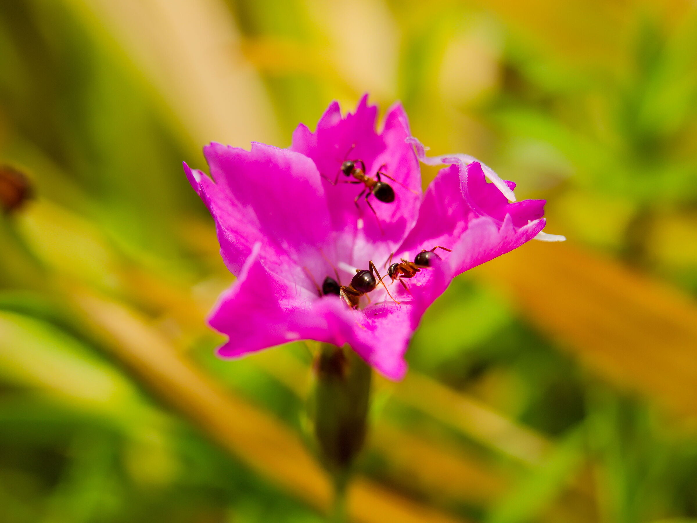 Ants on flower