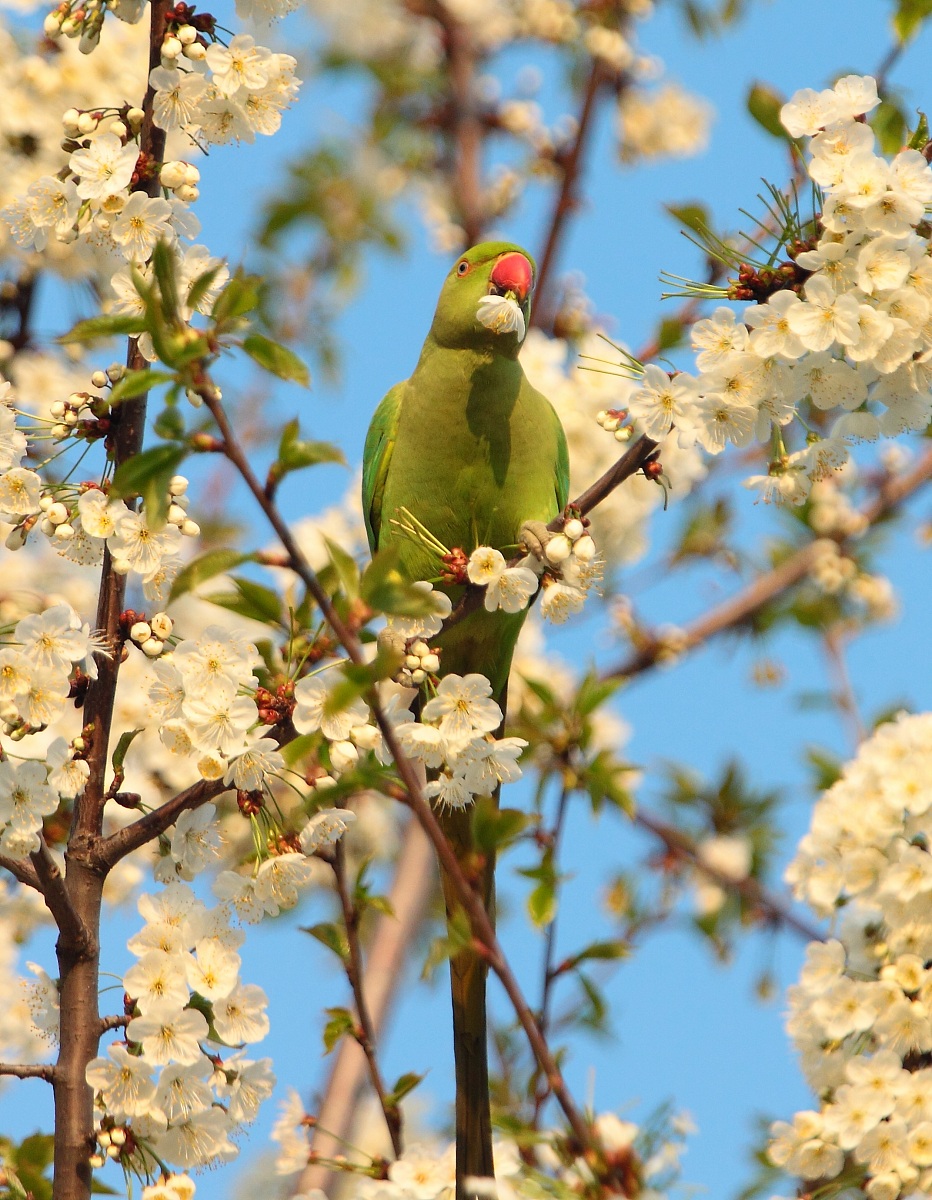 Parocchetto from the collar