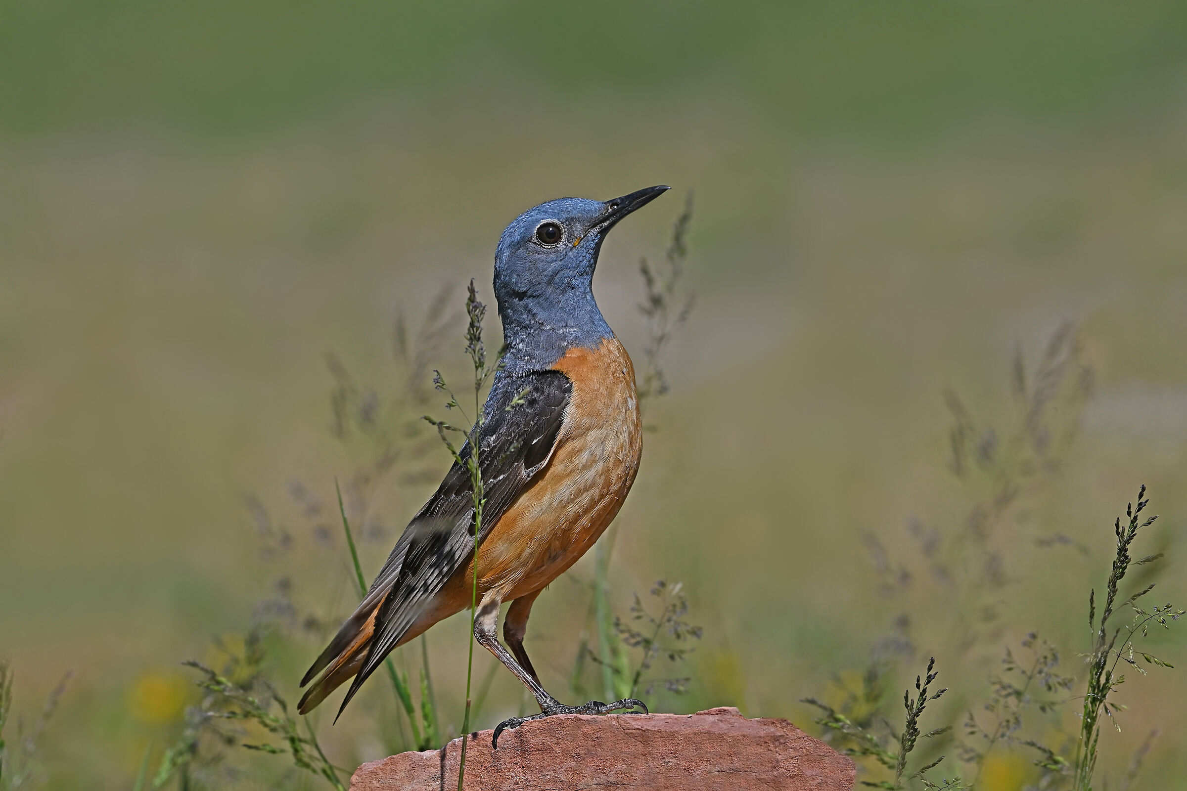 Storie di piume  ( Codirossone )