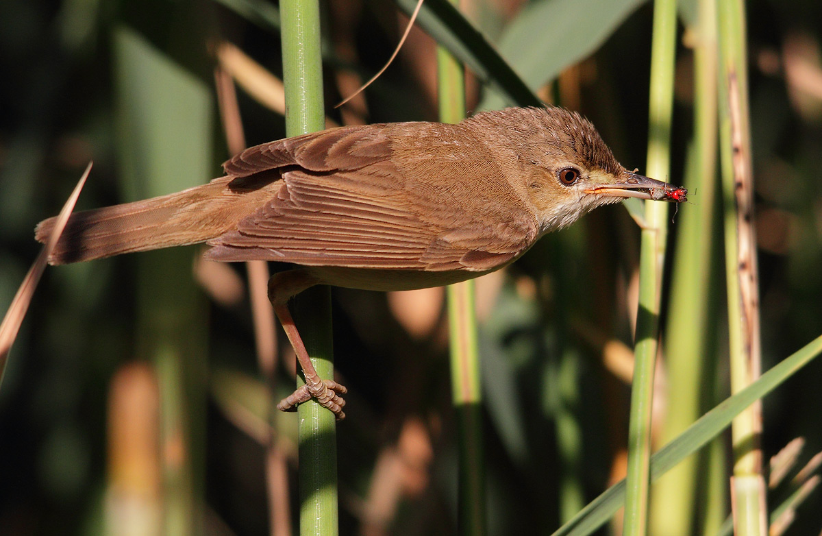reed warbler