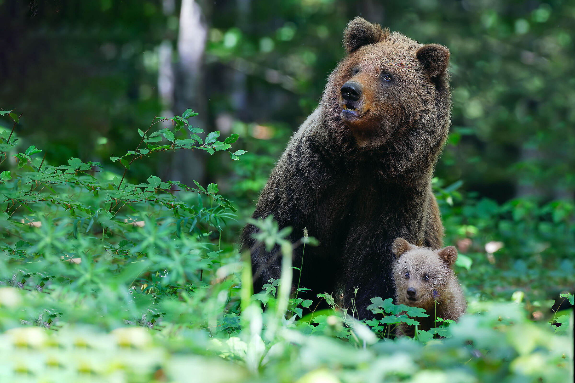orso bruno con piccolo