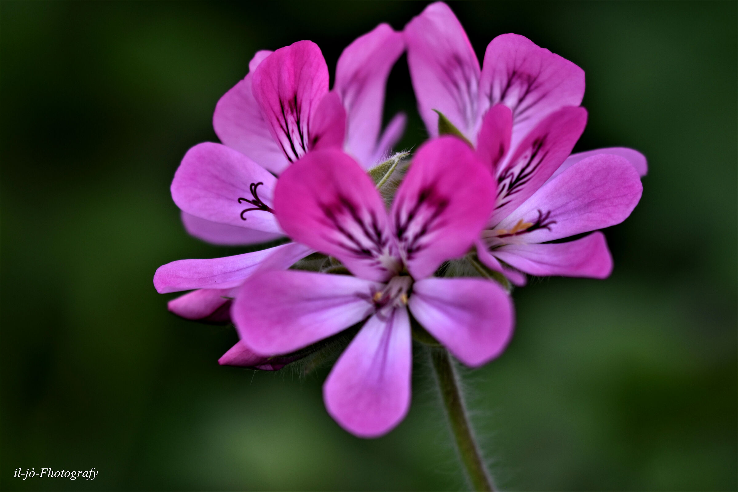Untitled Photo