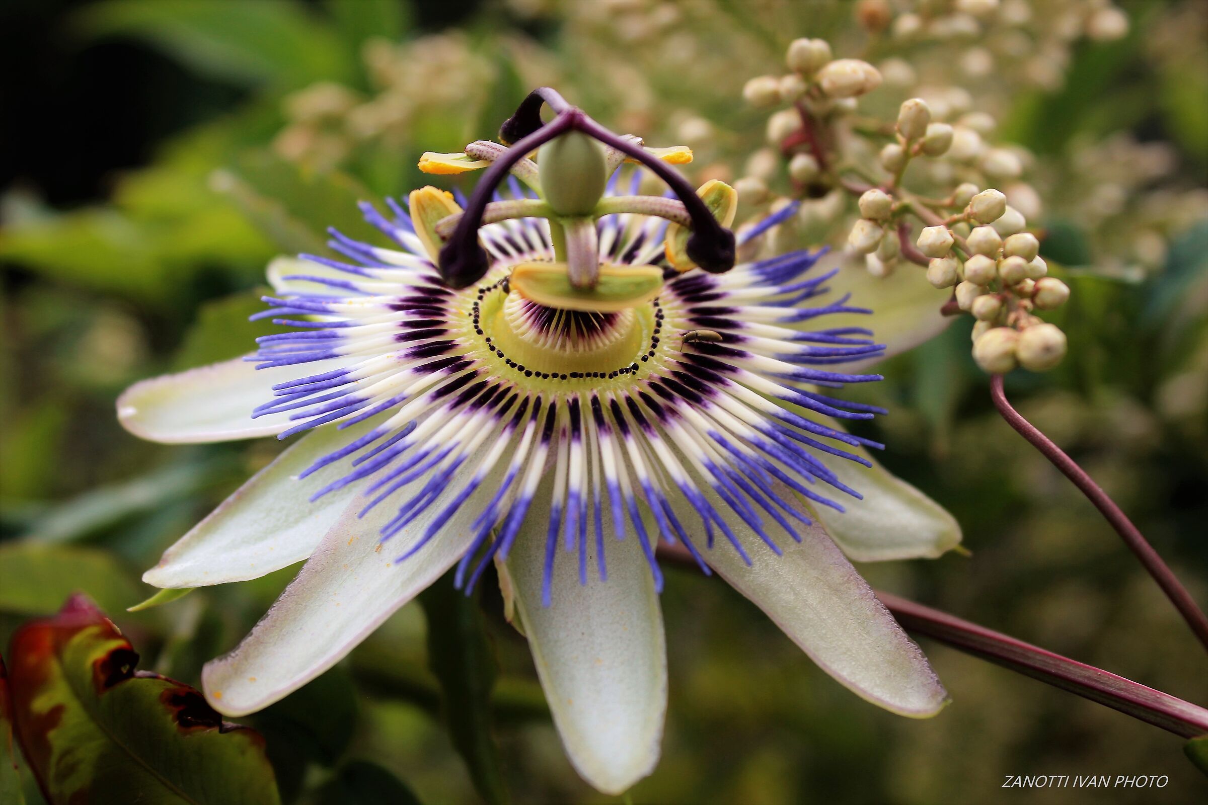 Passiflora