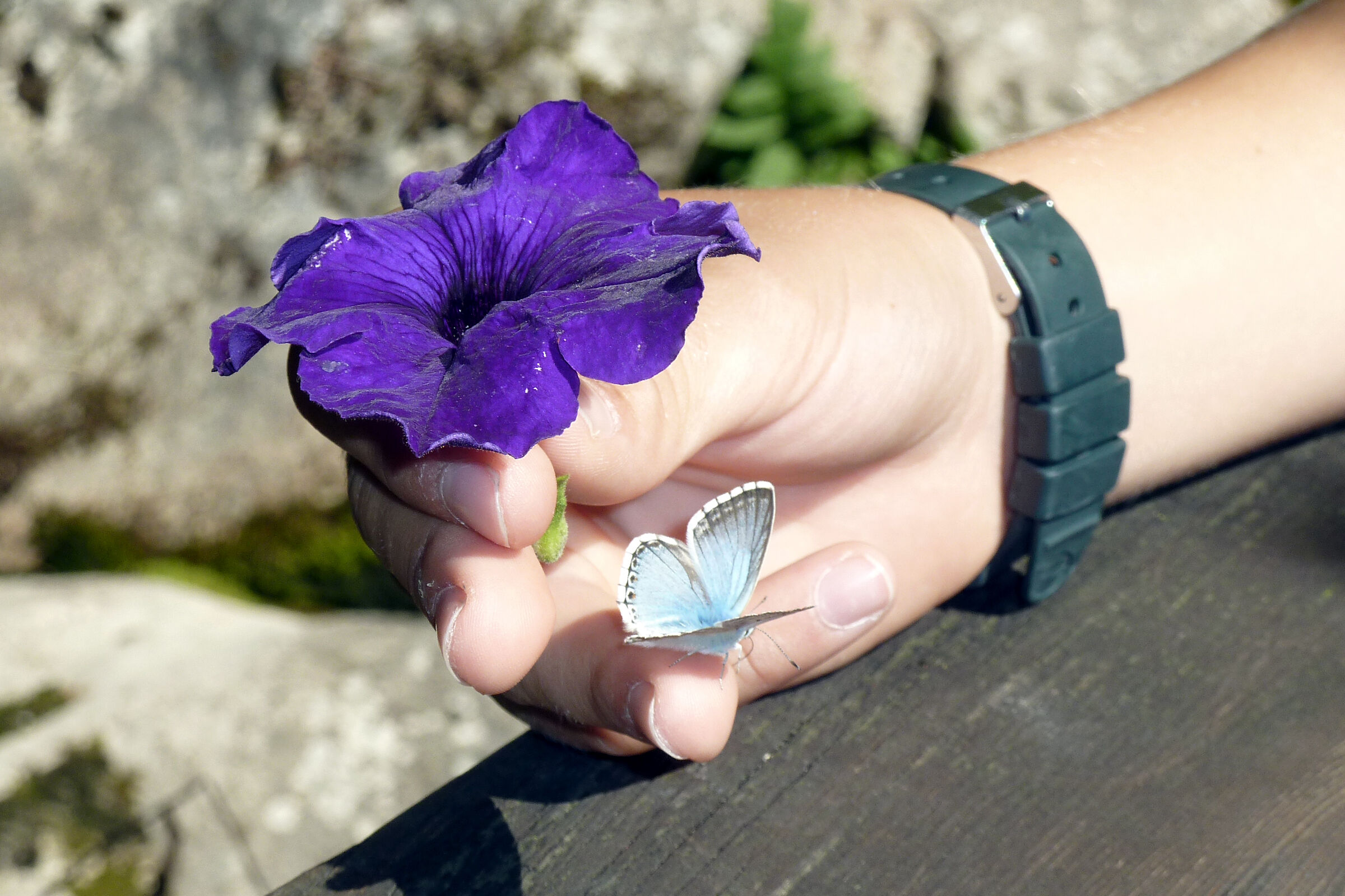 Flower and brave butterfly