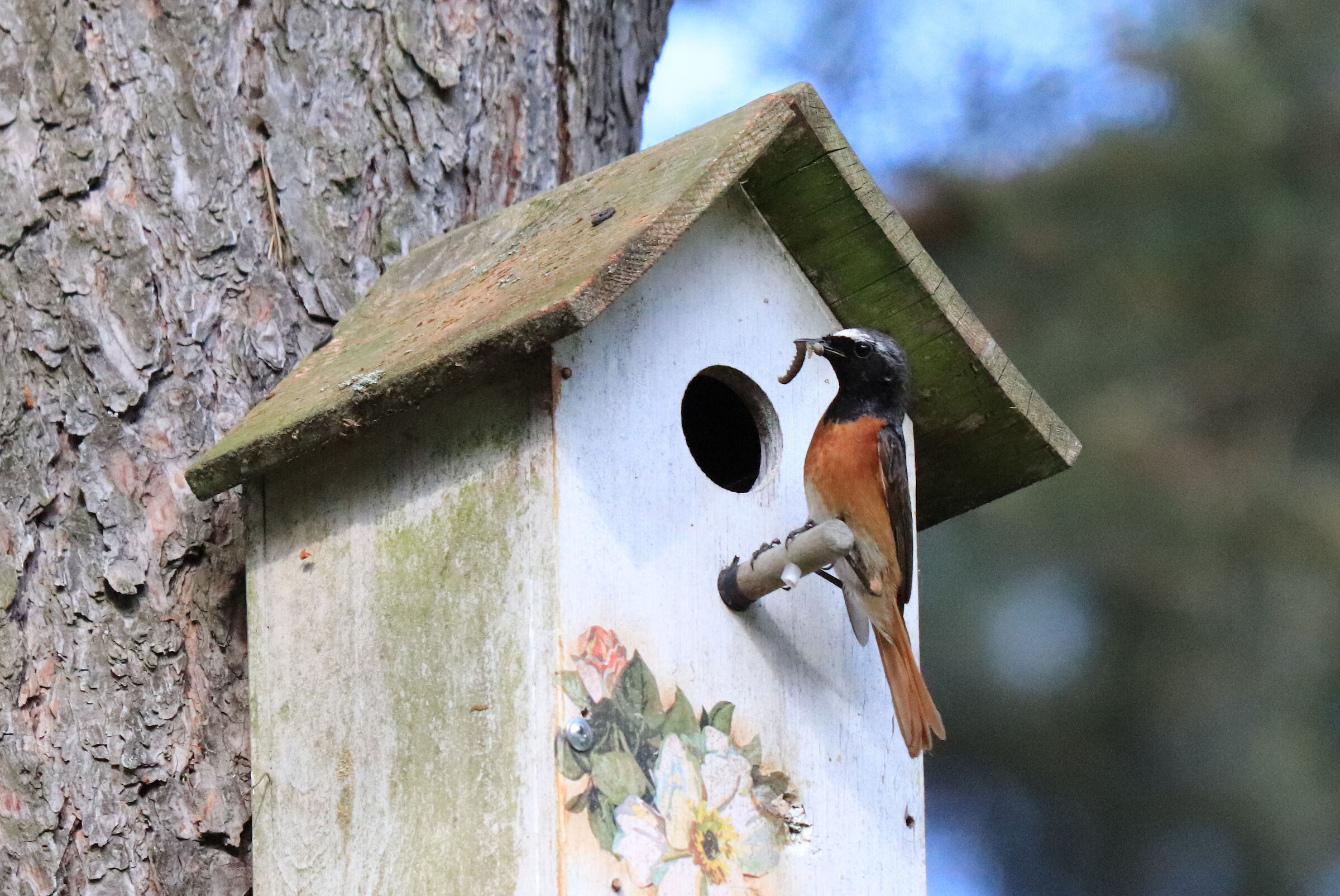Pleszka (Phoenicurus phoenicurus)