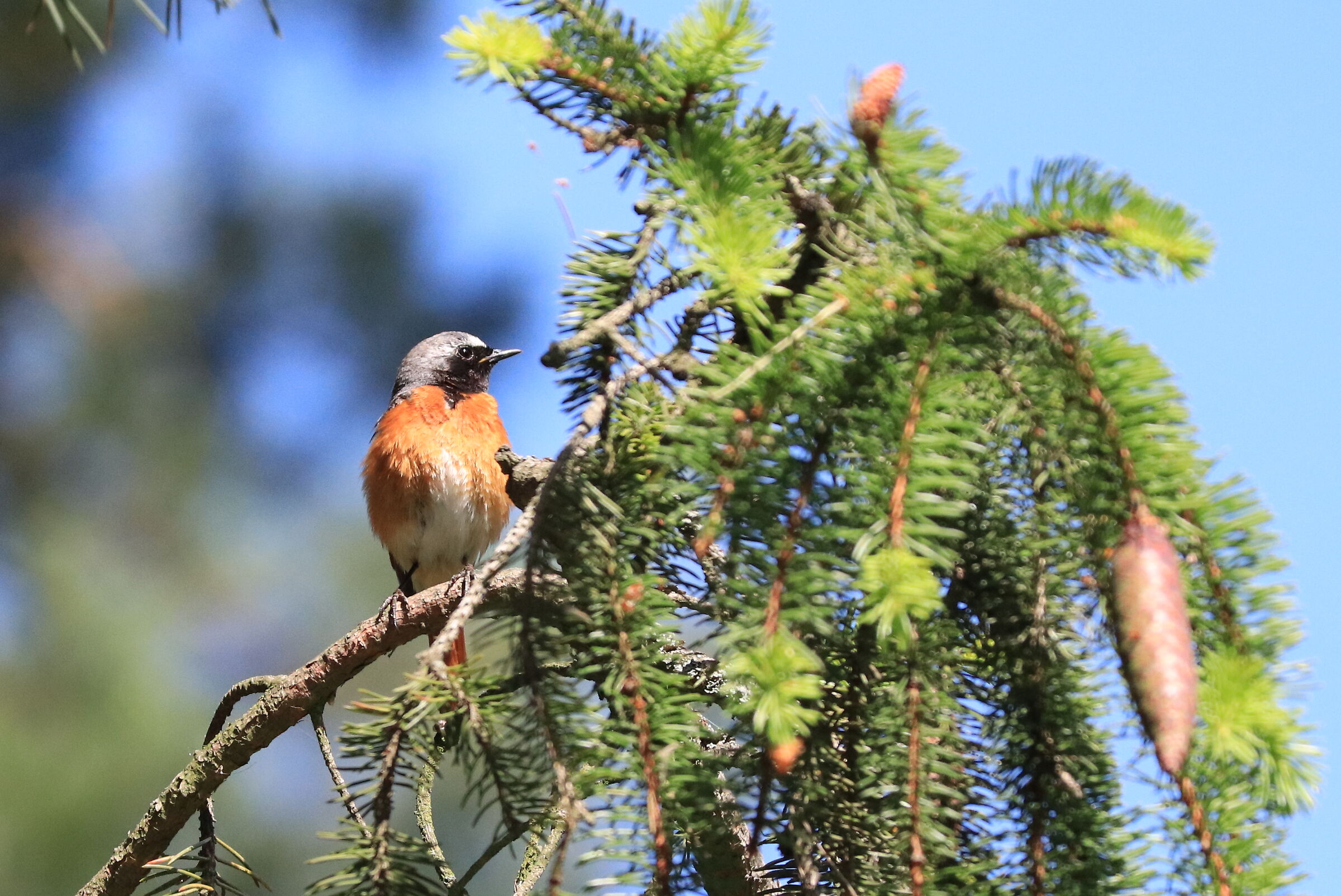 Pleszka (Phoenicurus phoenicurus)