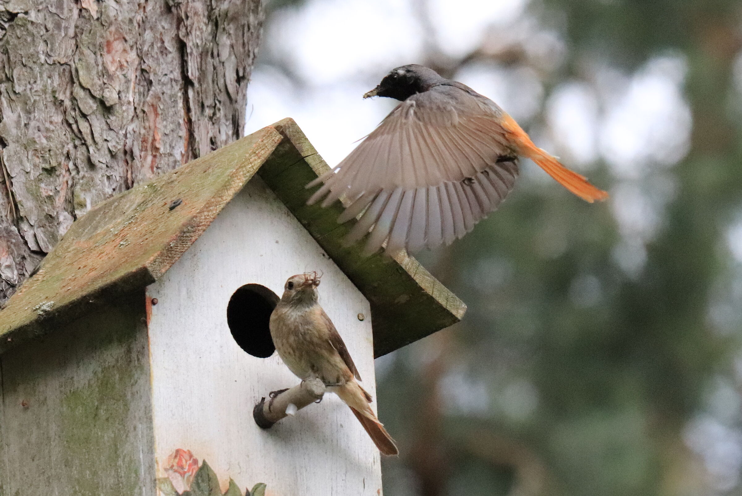 Pleszka (Phoenicurus phoenicurus)
