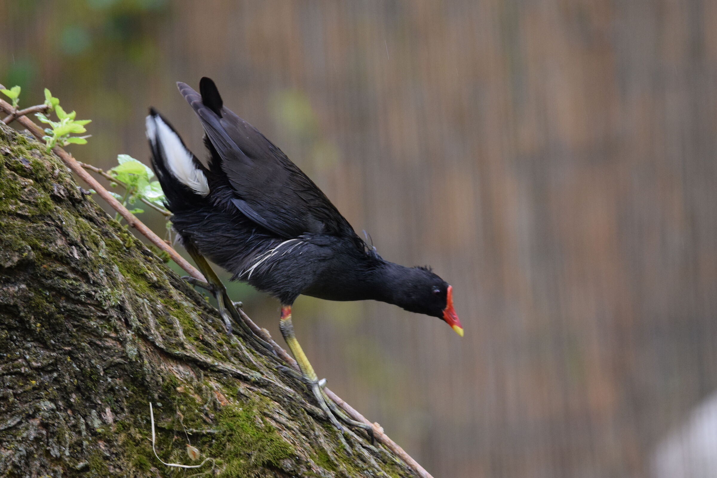 GALLINELLA