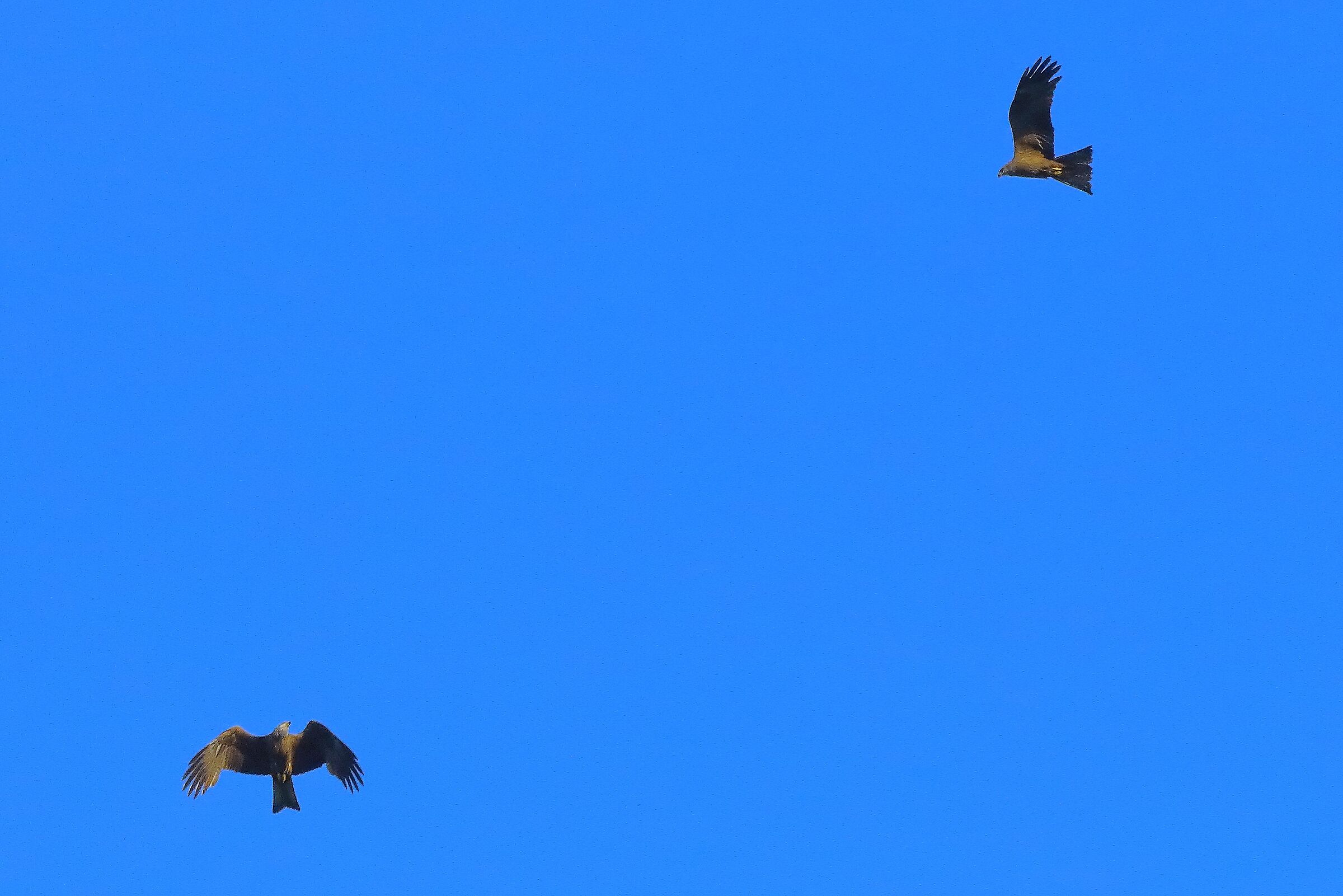 Nibbio bruno 07-06-2022