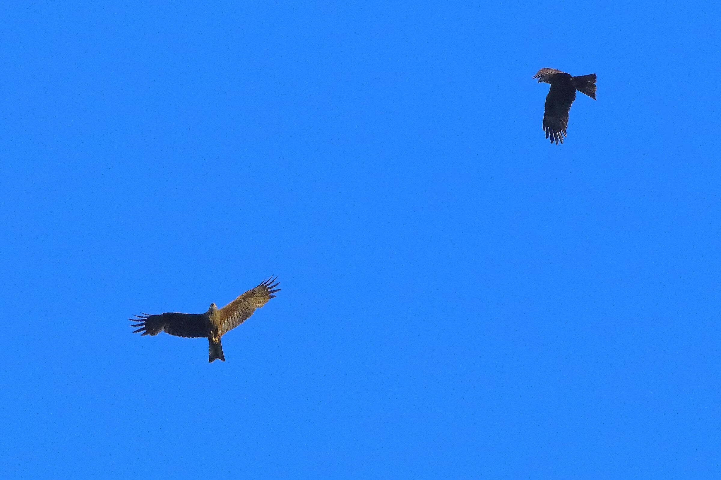 Nibbio bruno 07-06-2022