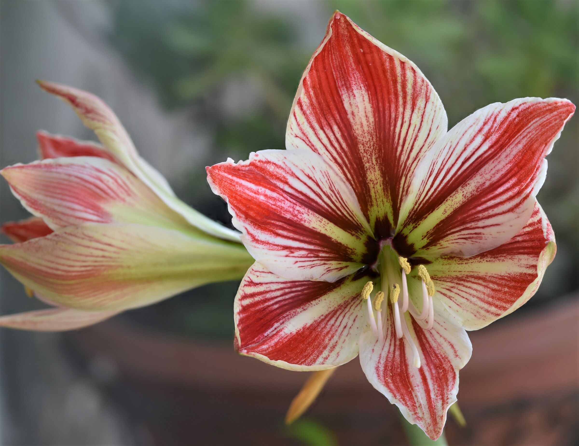 Amaryllis