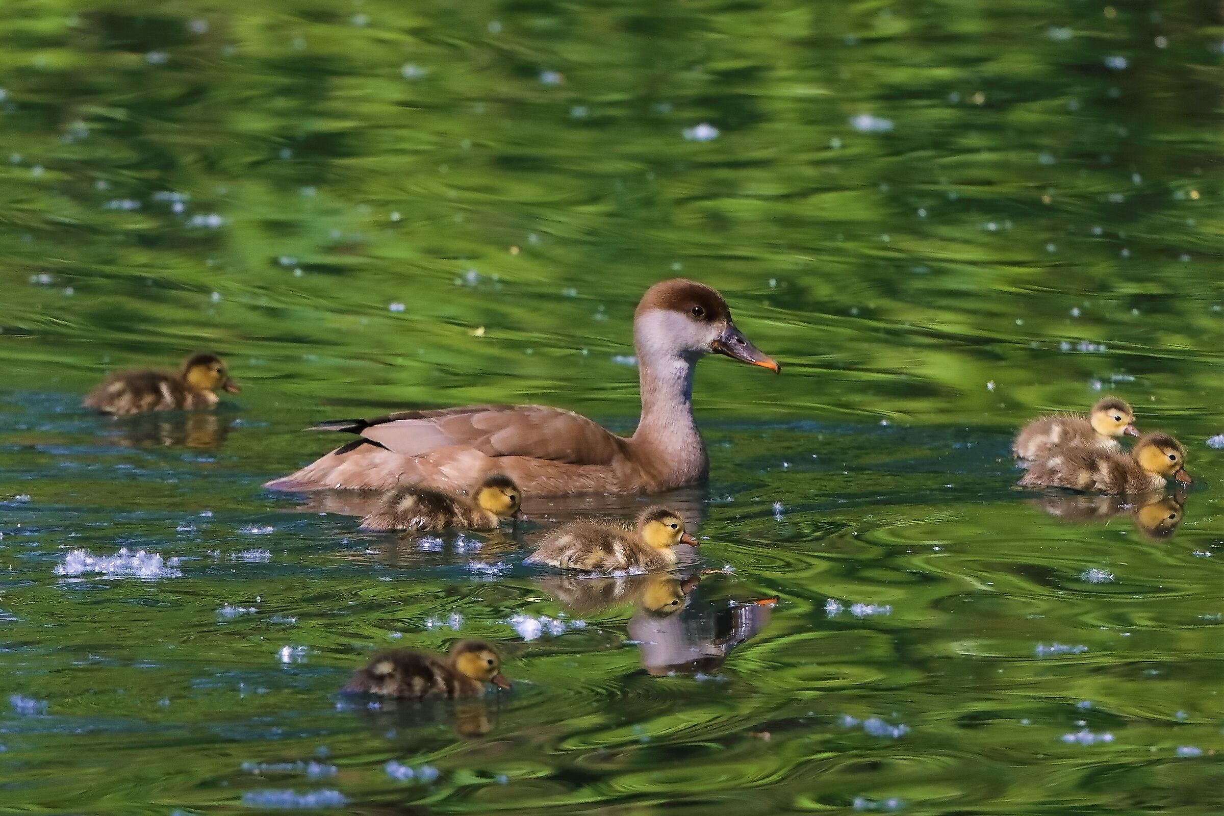 fistione turco 12-05-2022