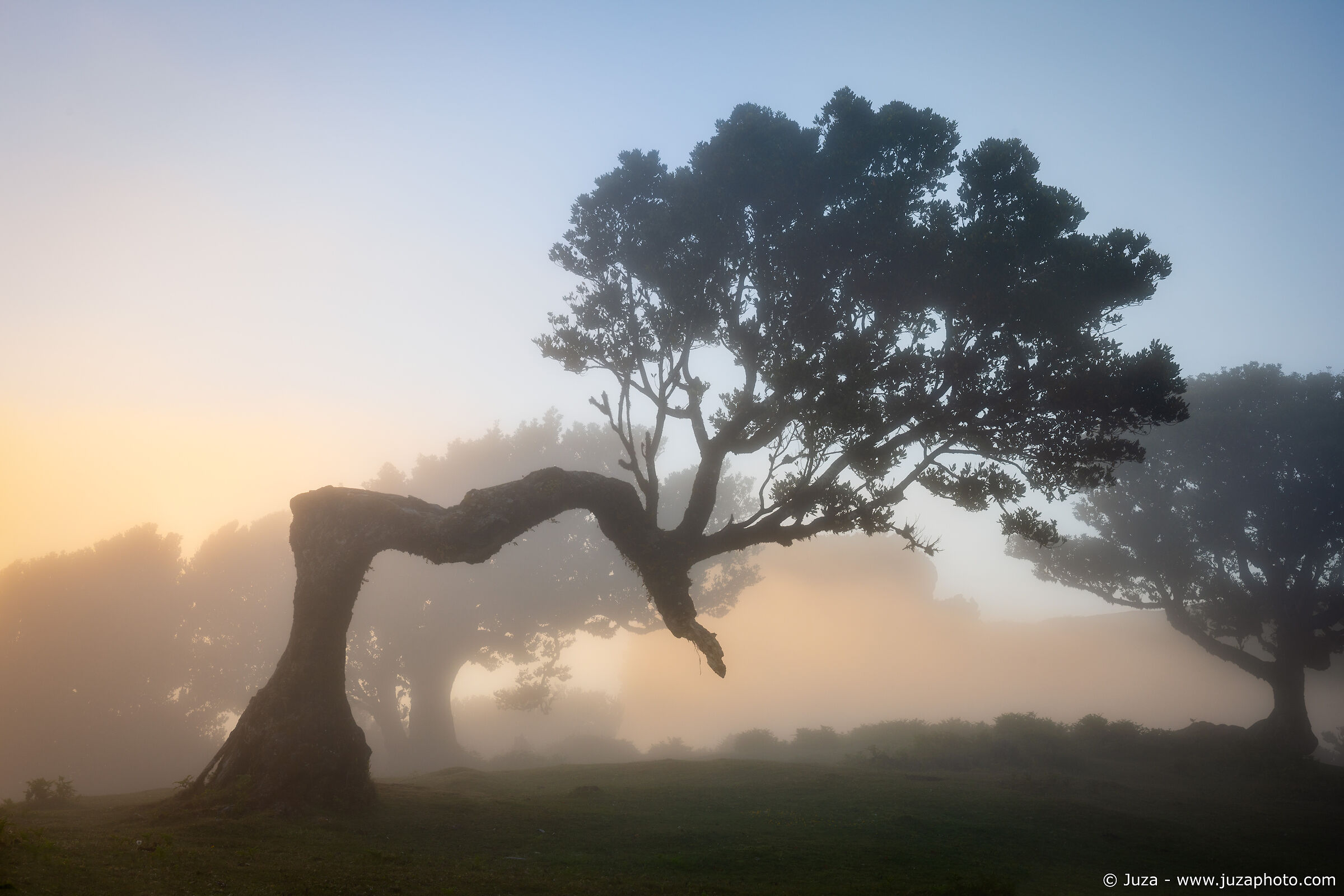 Foggy atmospheres, Fanal forest