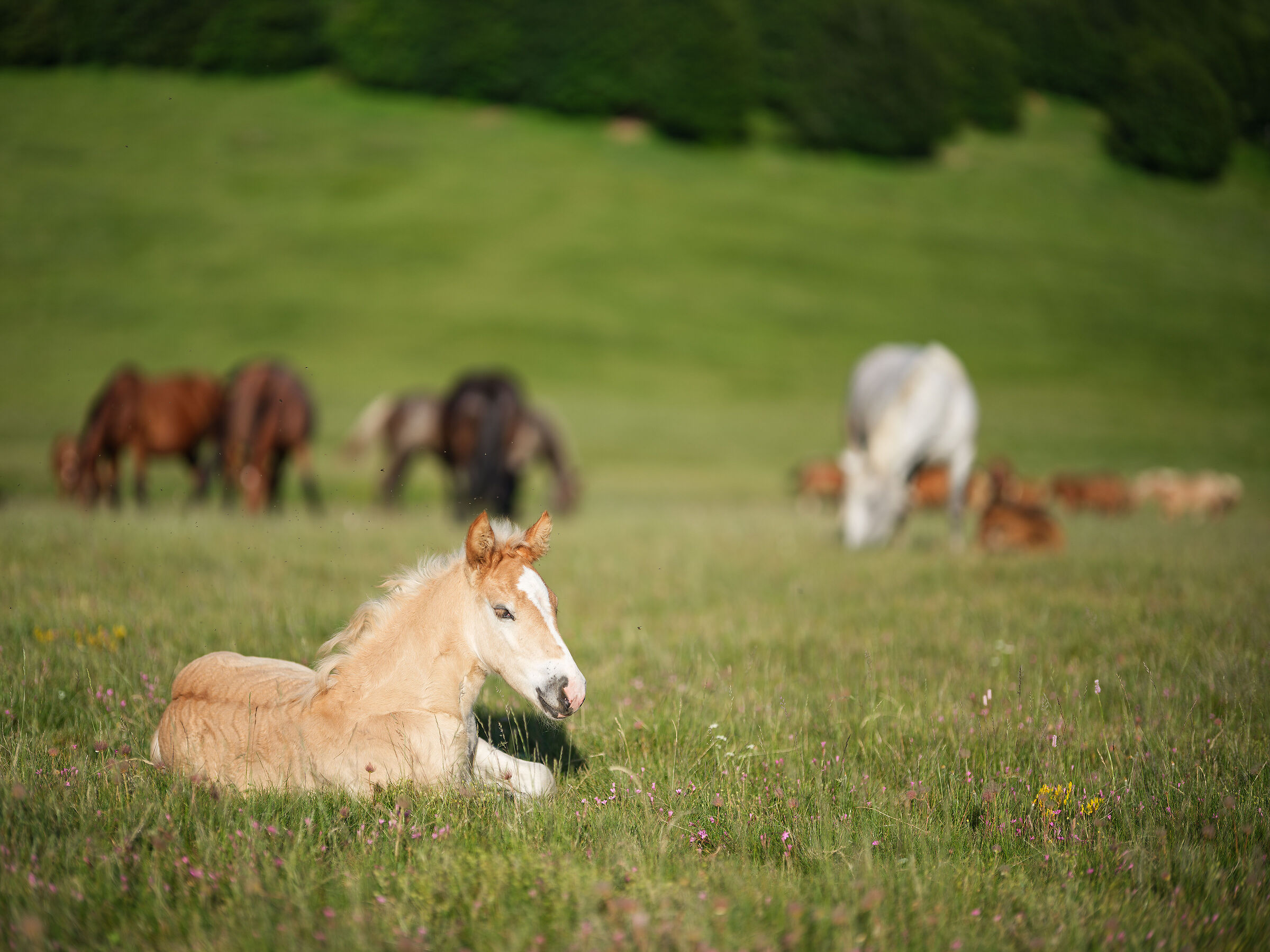 Cavalli ai Prati di Sara