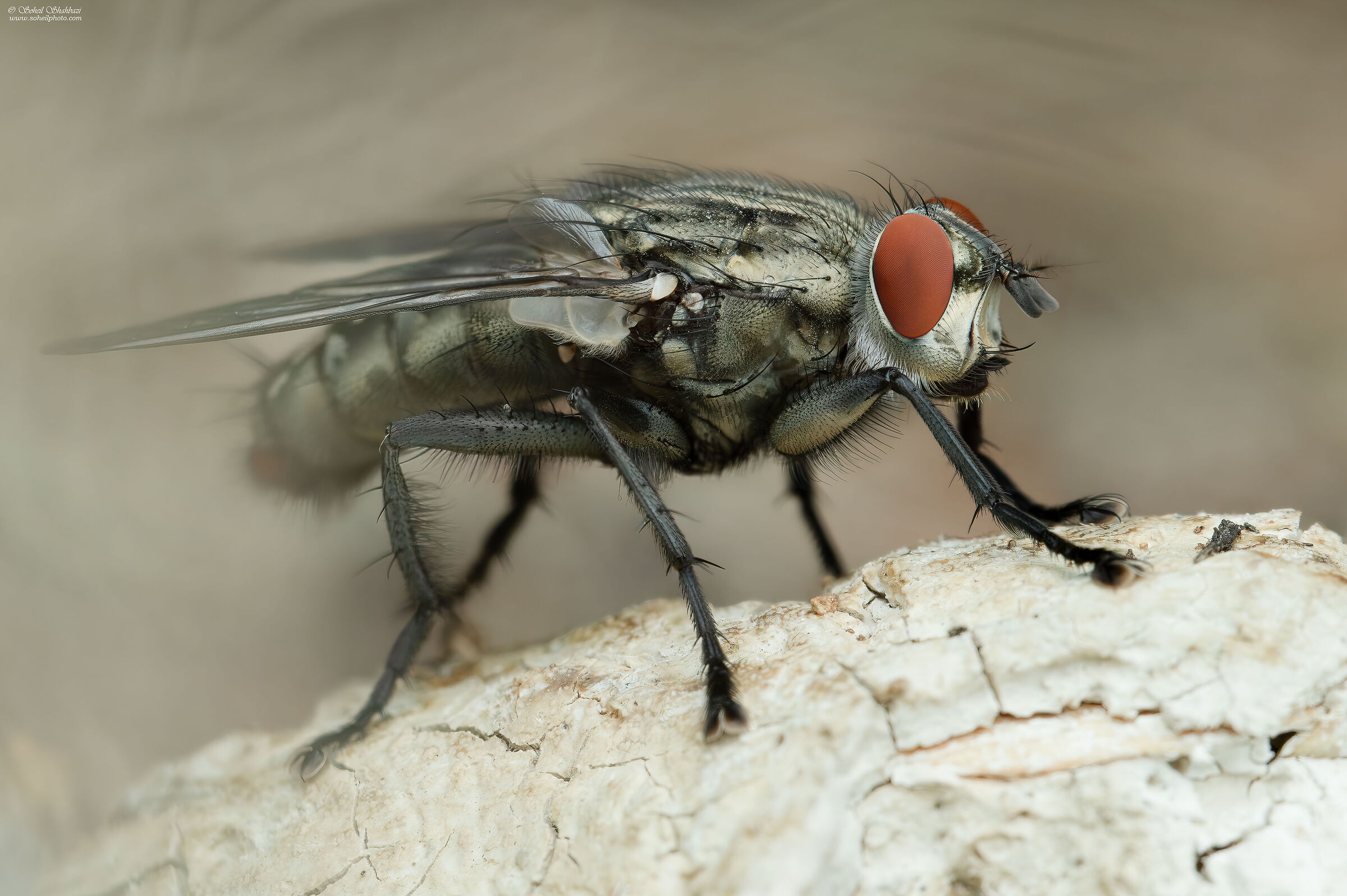 Flesh Fly