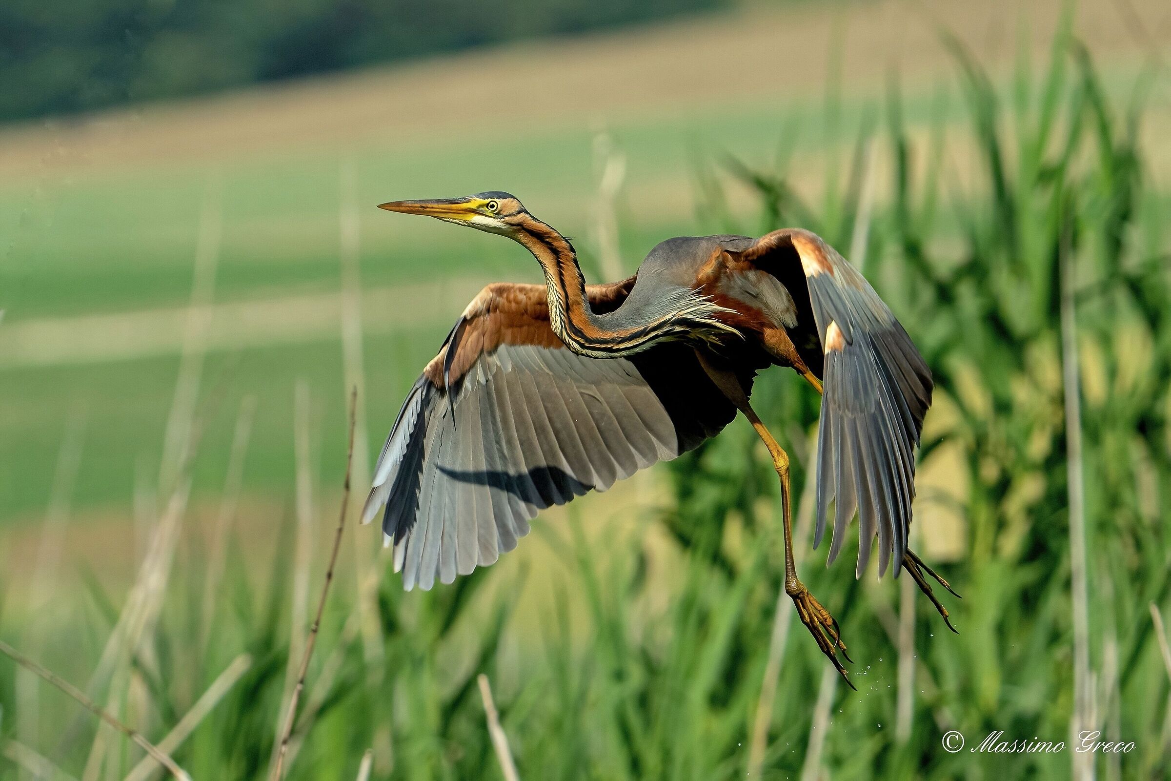 Red heron (Ardea purpurea)