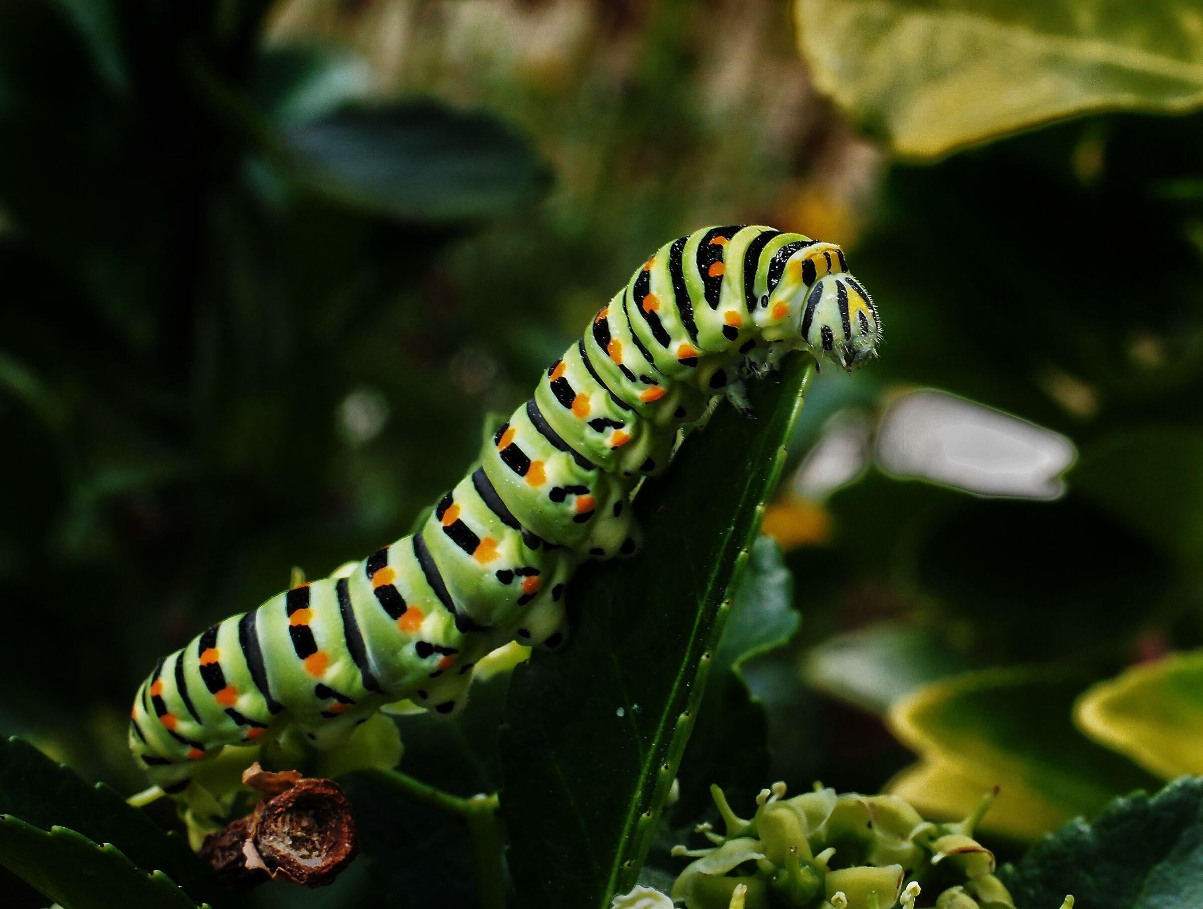 Papilio Macaone 1