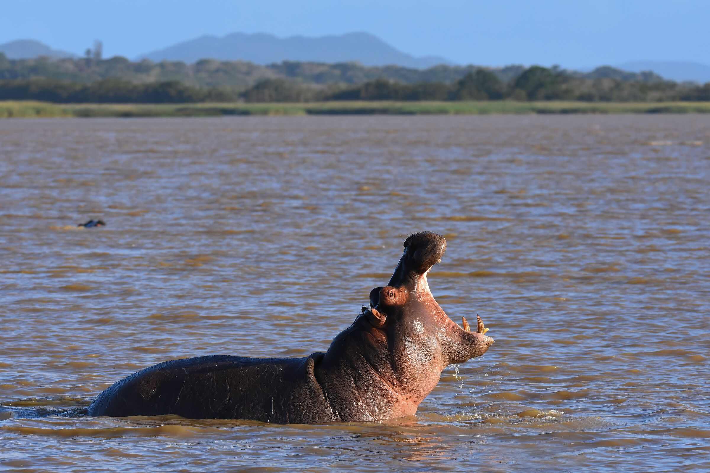 Hippopotamus (South Africa)