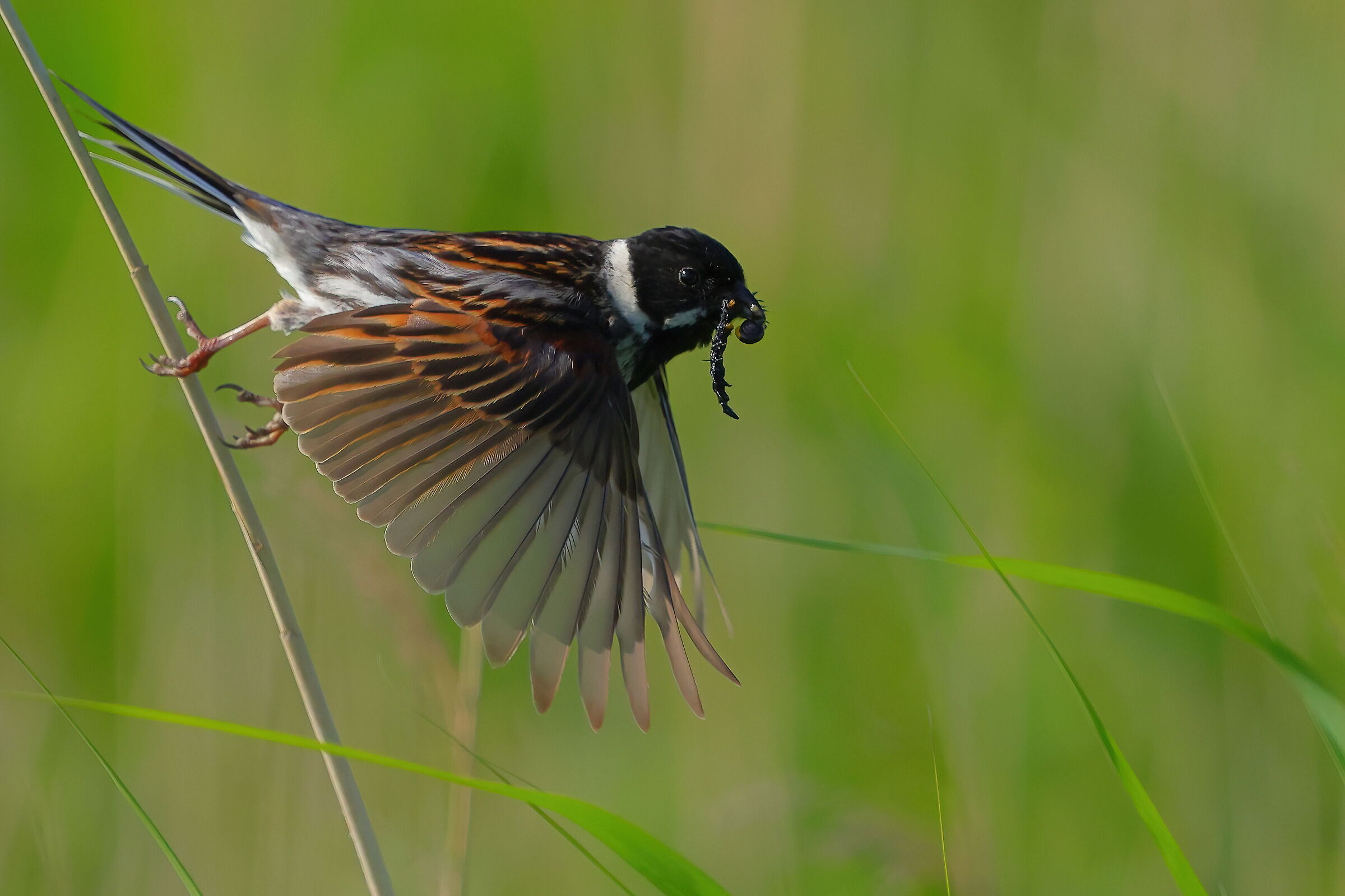 Migliarino with imbeccata