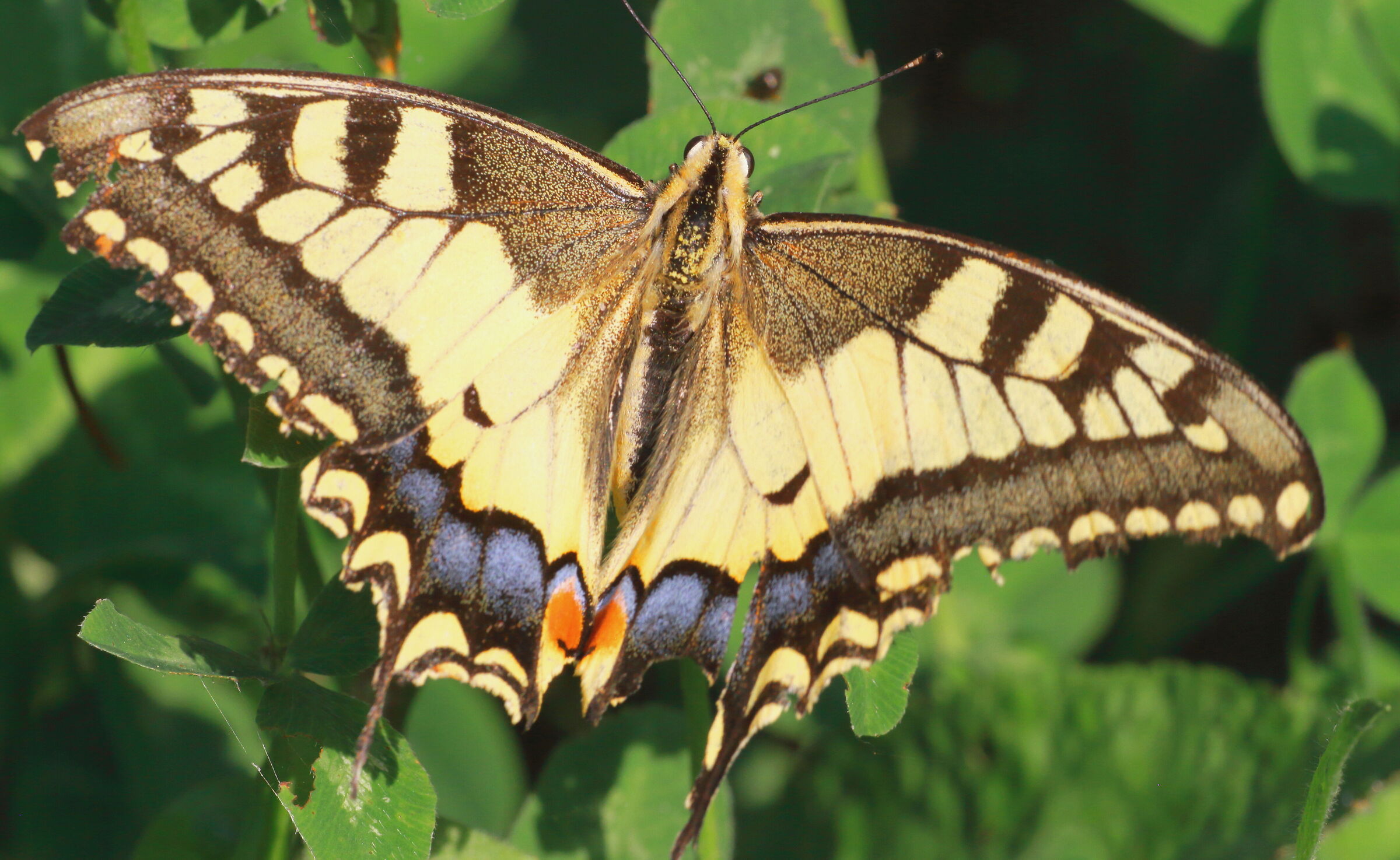 Papilio machaon