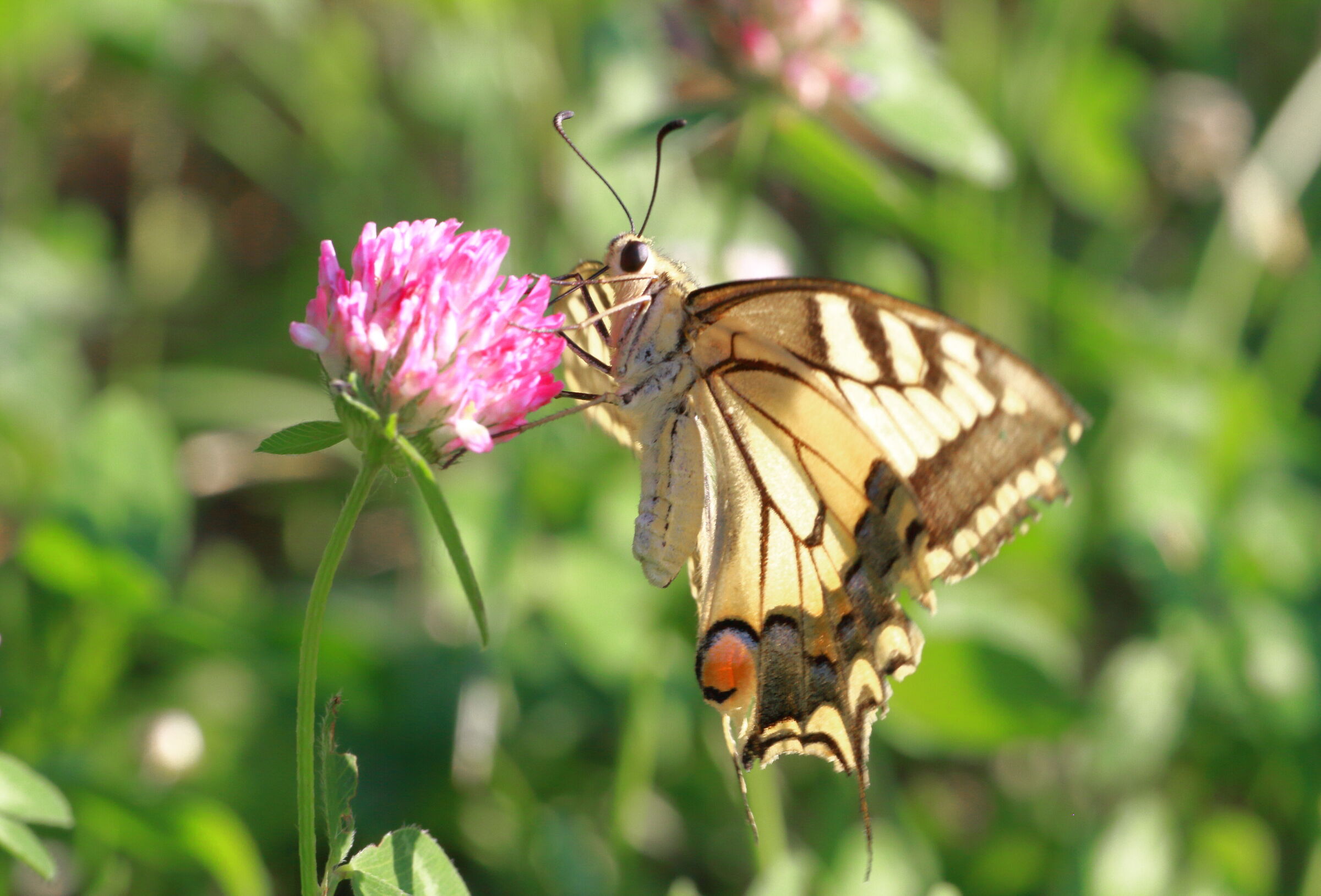 Papilio machaon.2