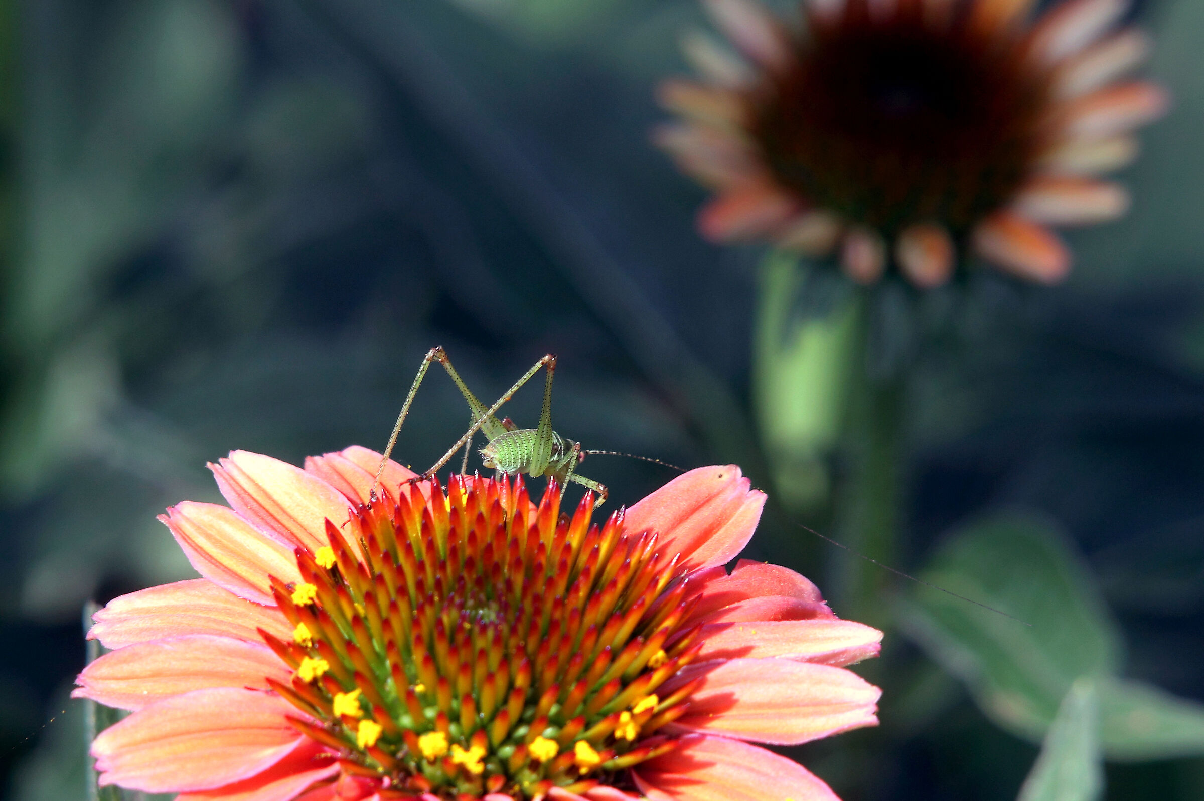 Ninfa di Phaneroptera nana su Echinacea purpurea