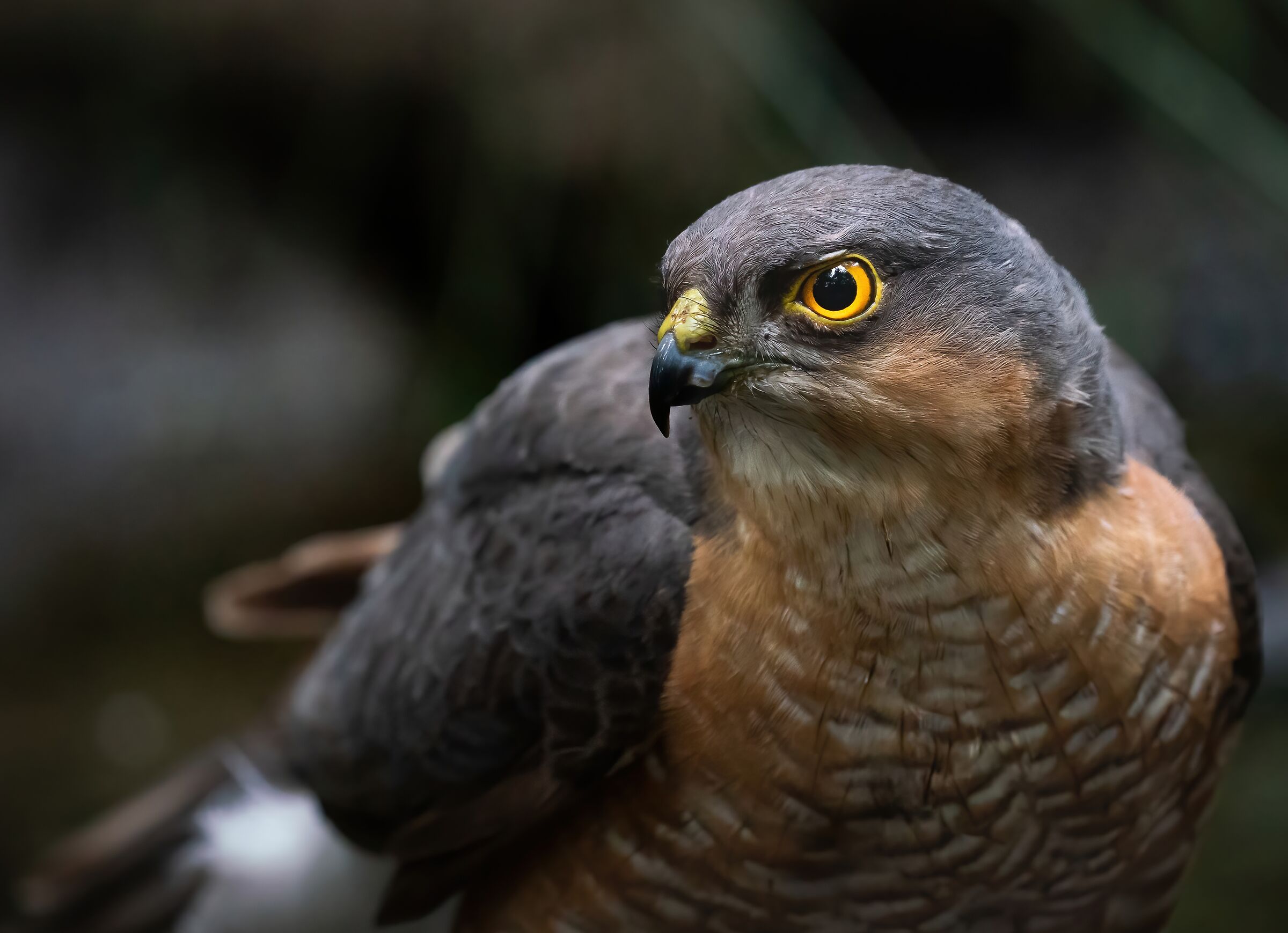 Predator to my puddle -sparrowhawk-