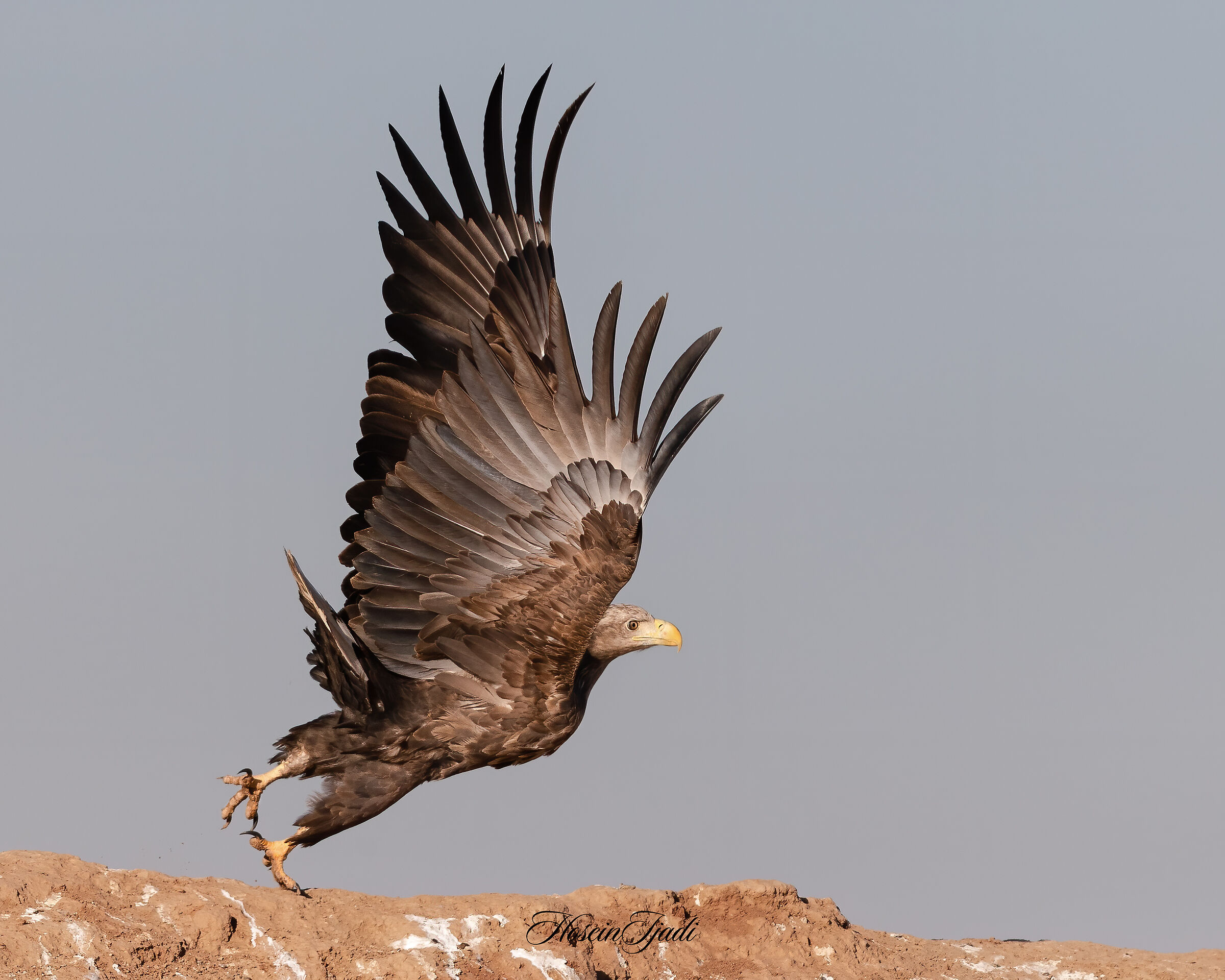 White tail eagle