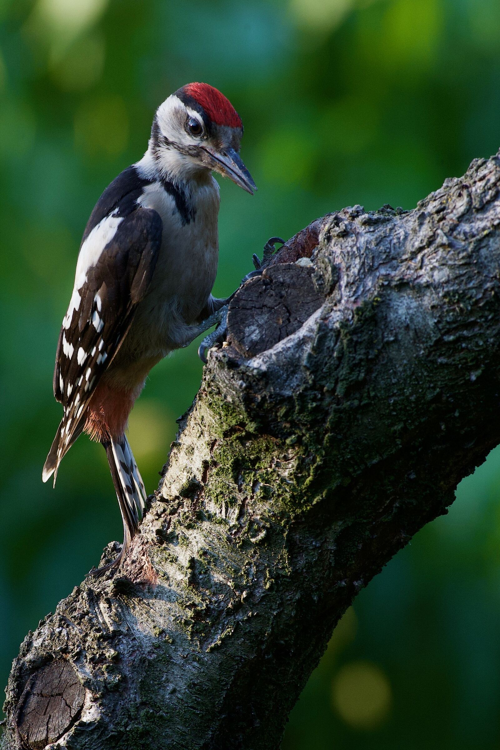 Greater red woodpecker