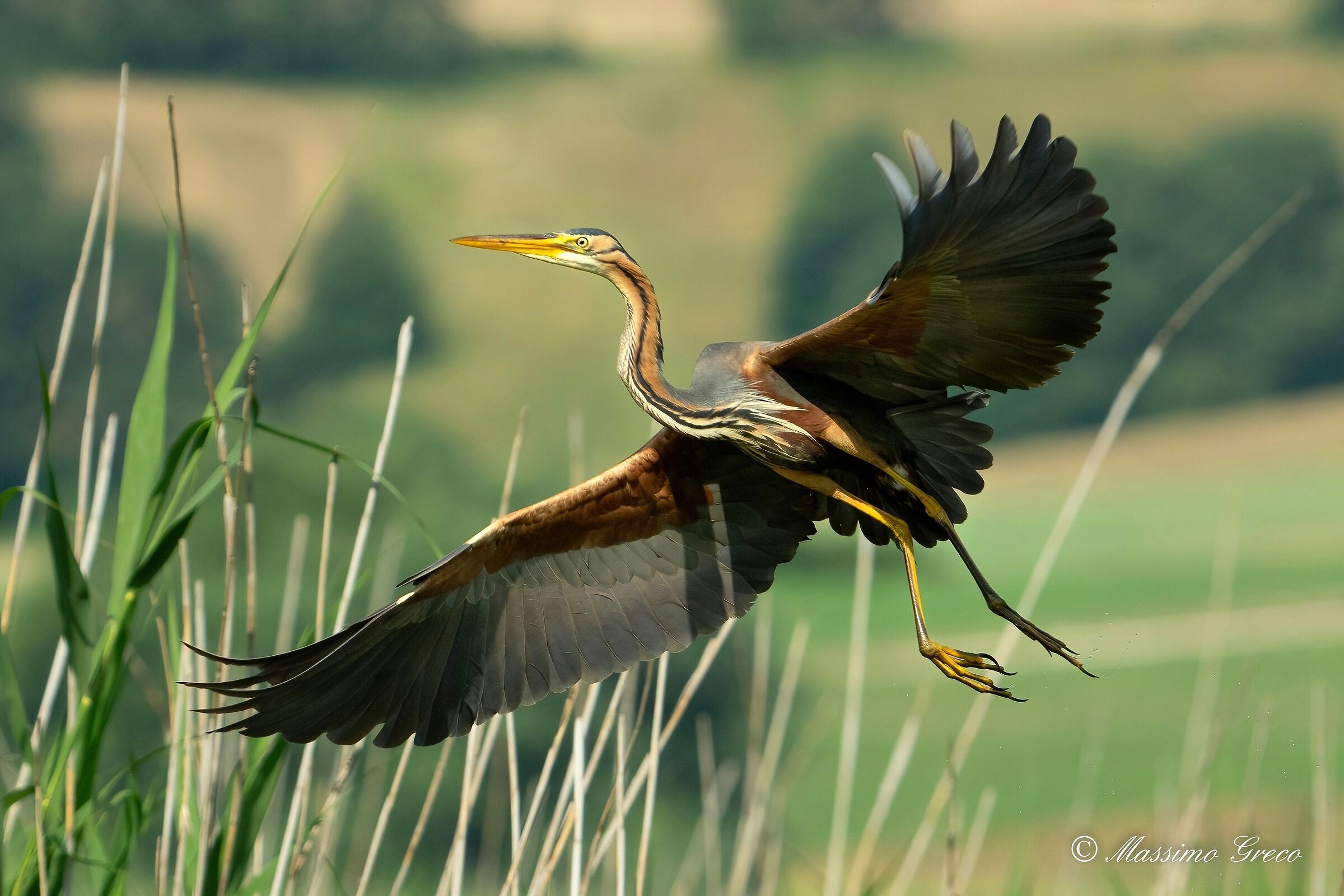 Red heron (Ardea purpurea)