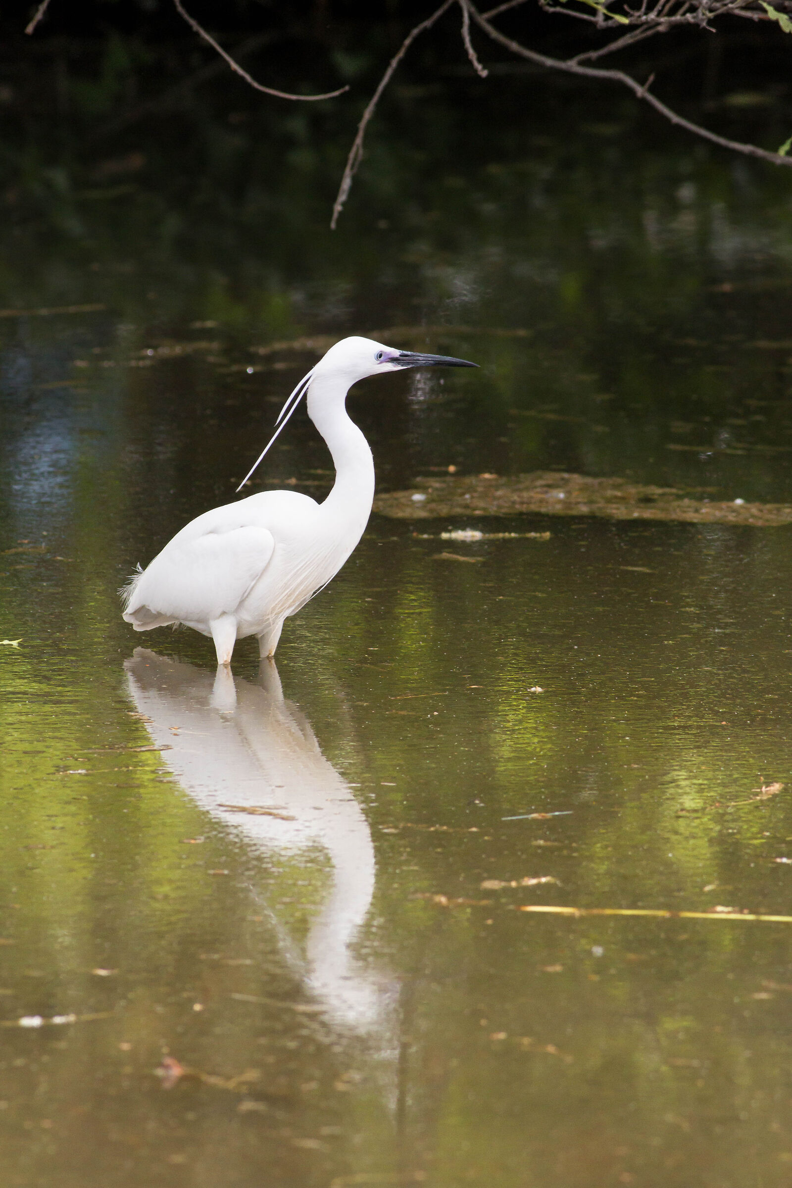 Egretta egret L.