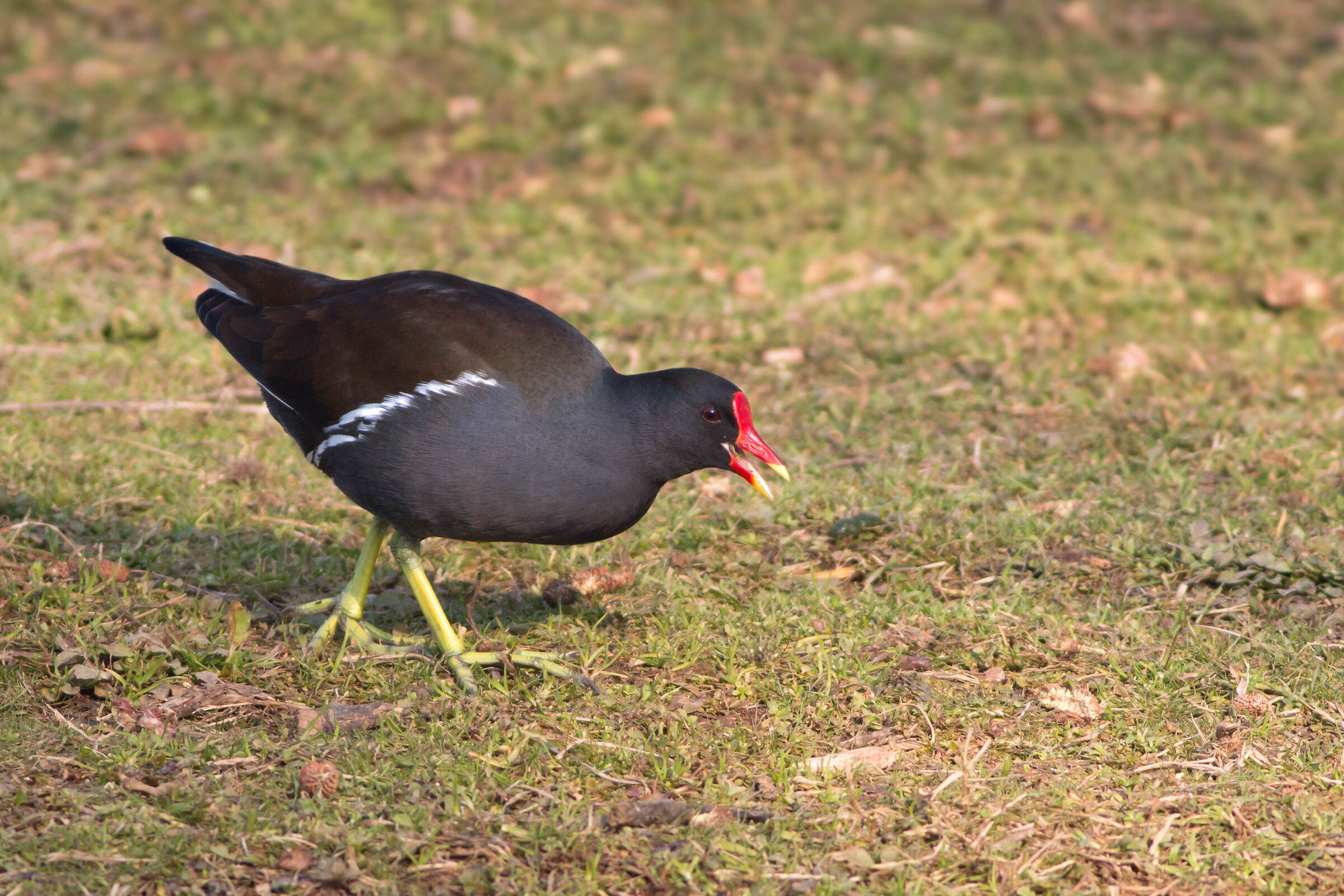 Gallinula chloropus