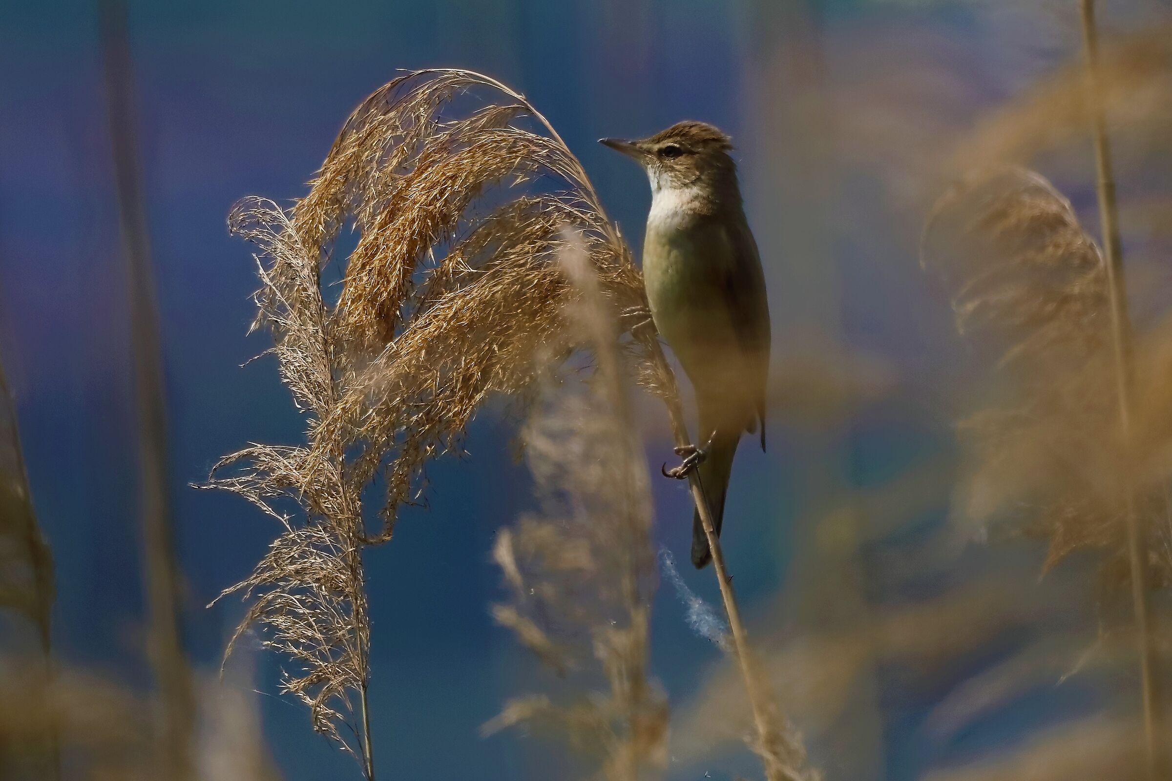 cannareccione 13-05-2022