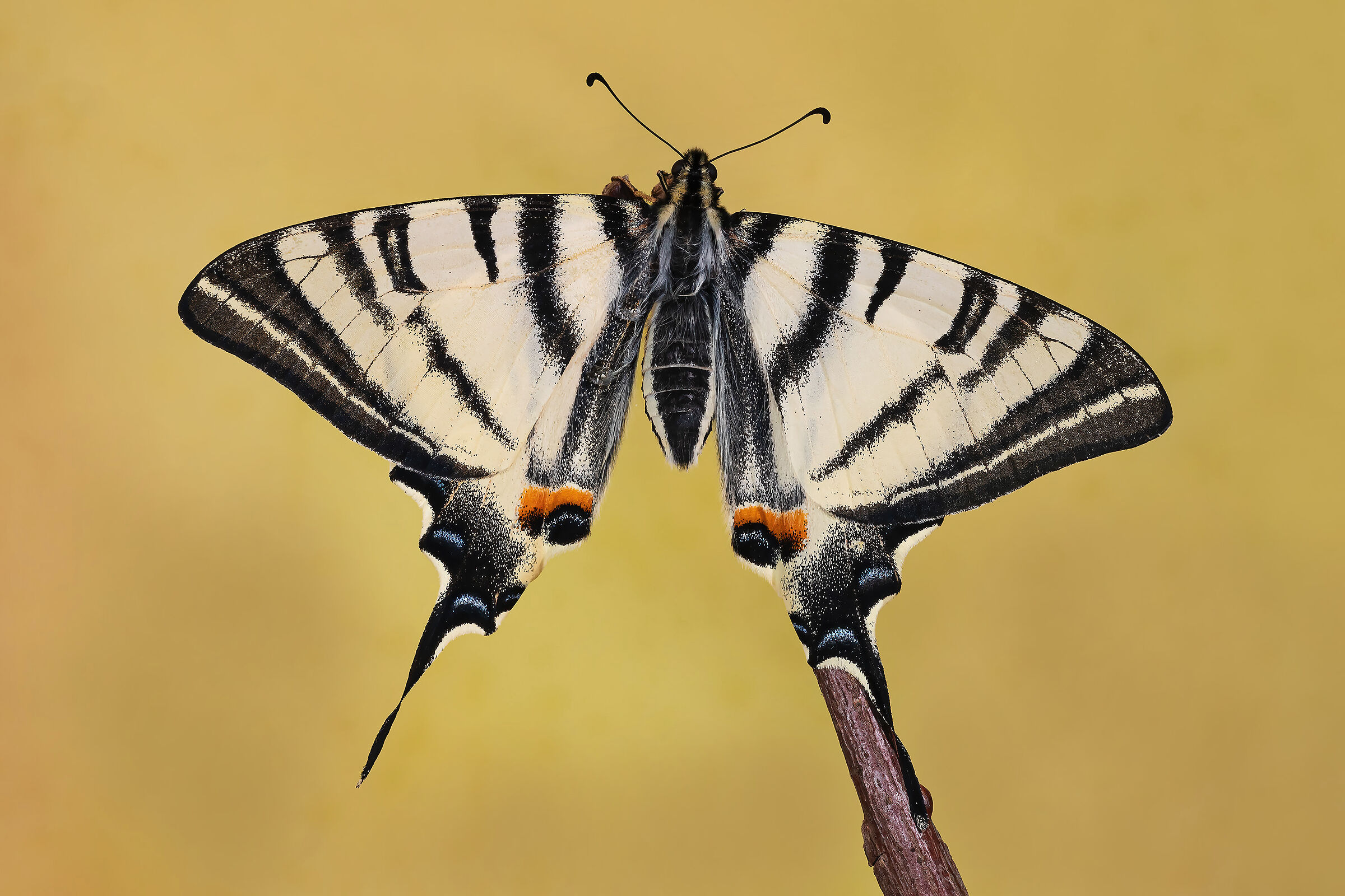 Scarce swallowtail