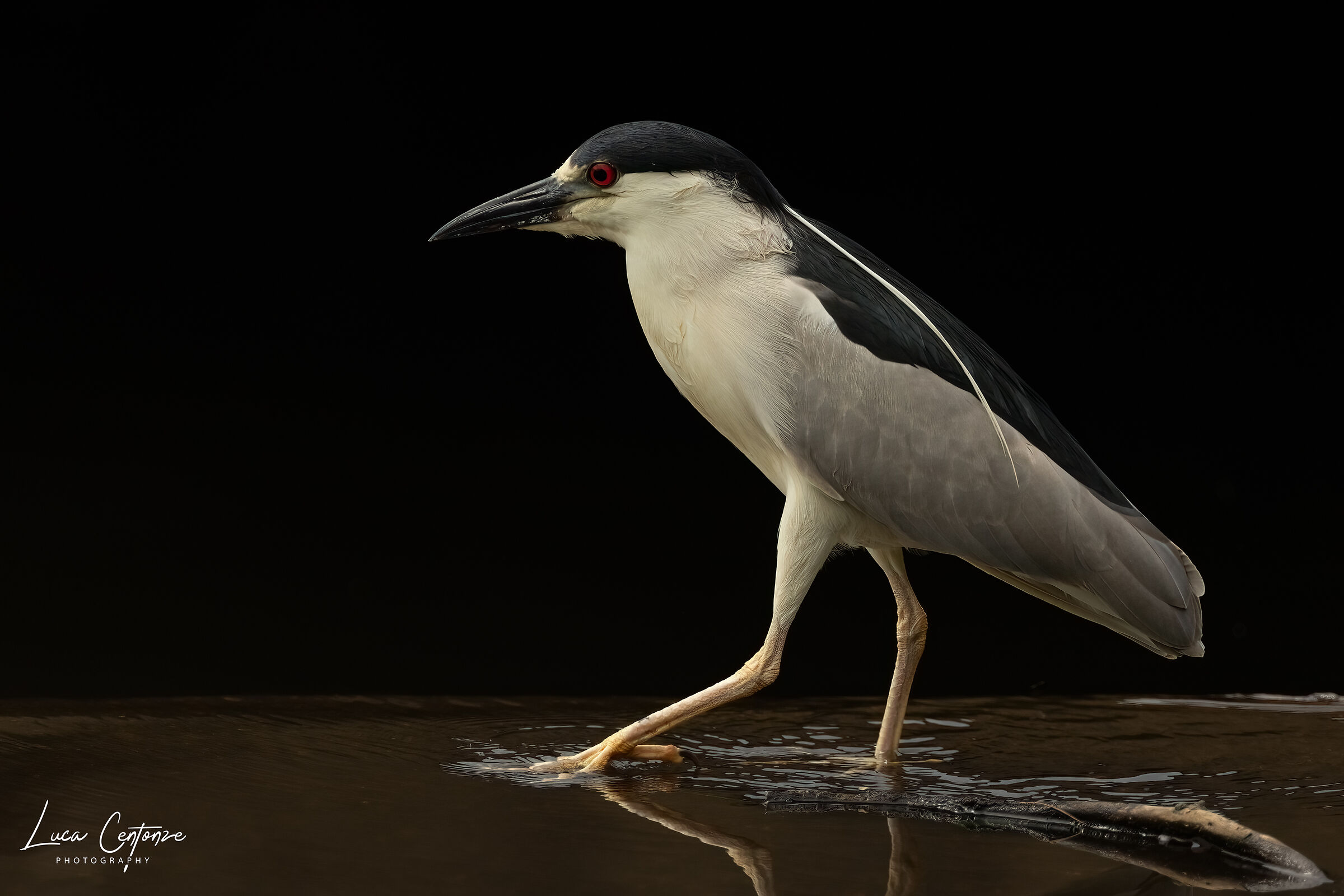 Nitticora (Black-crowned Night-Heron)