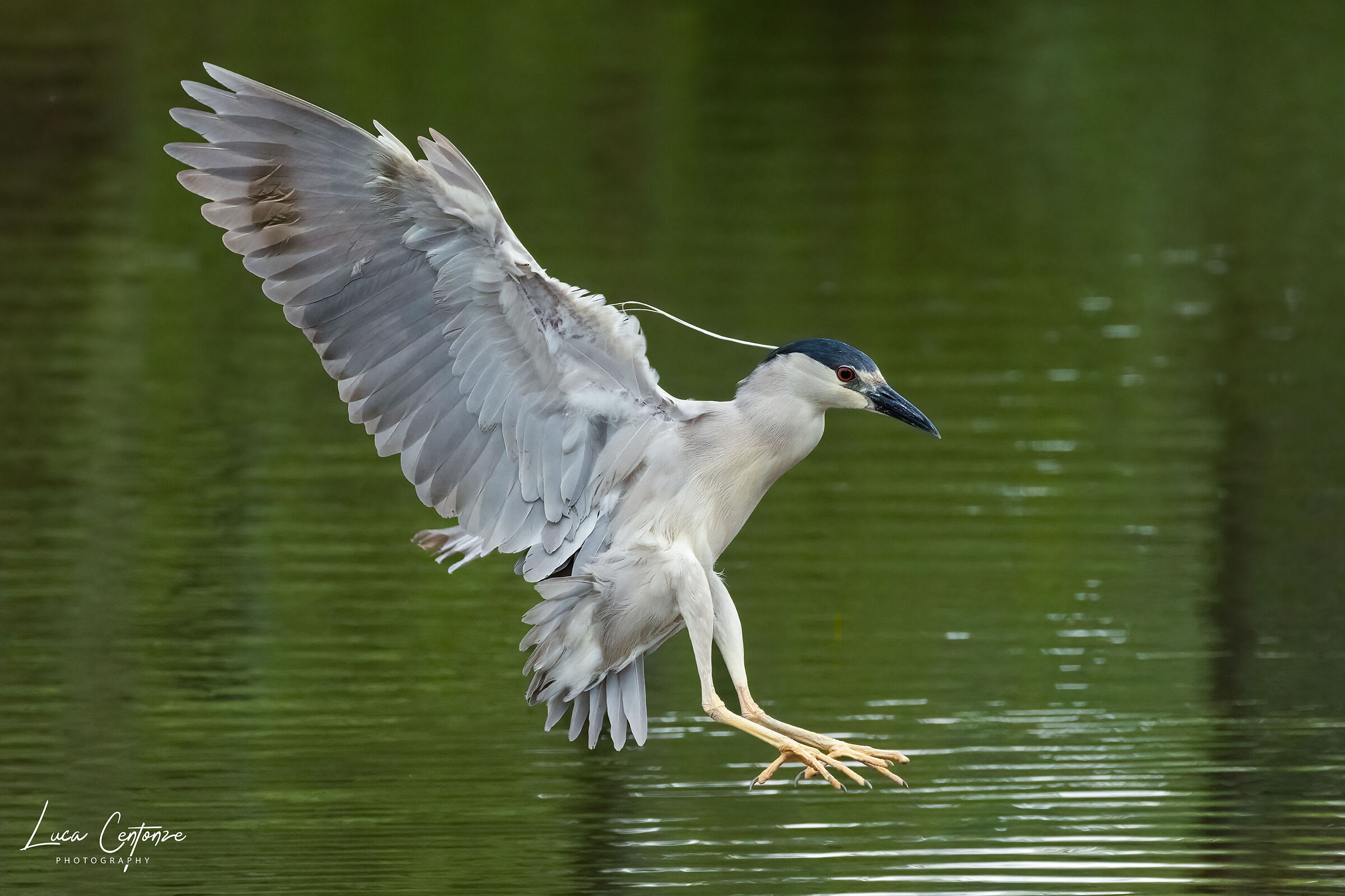 Nitticora (Black-crowned Night-Heron)