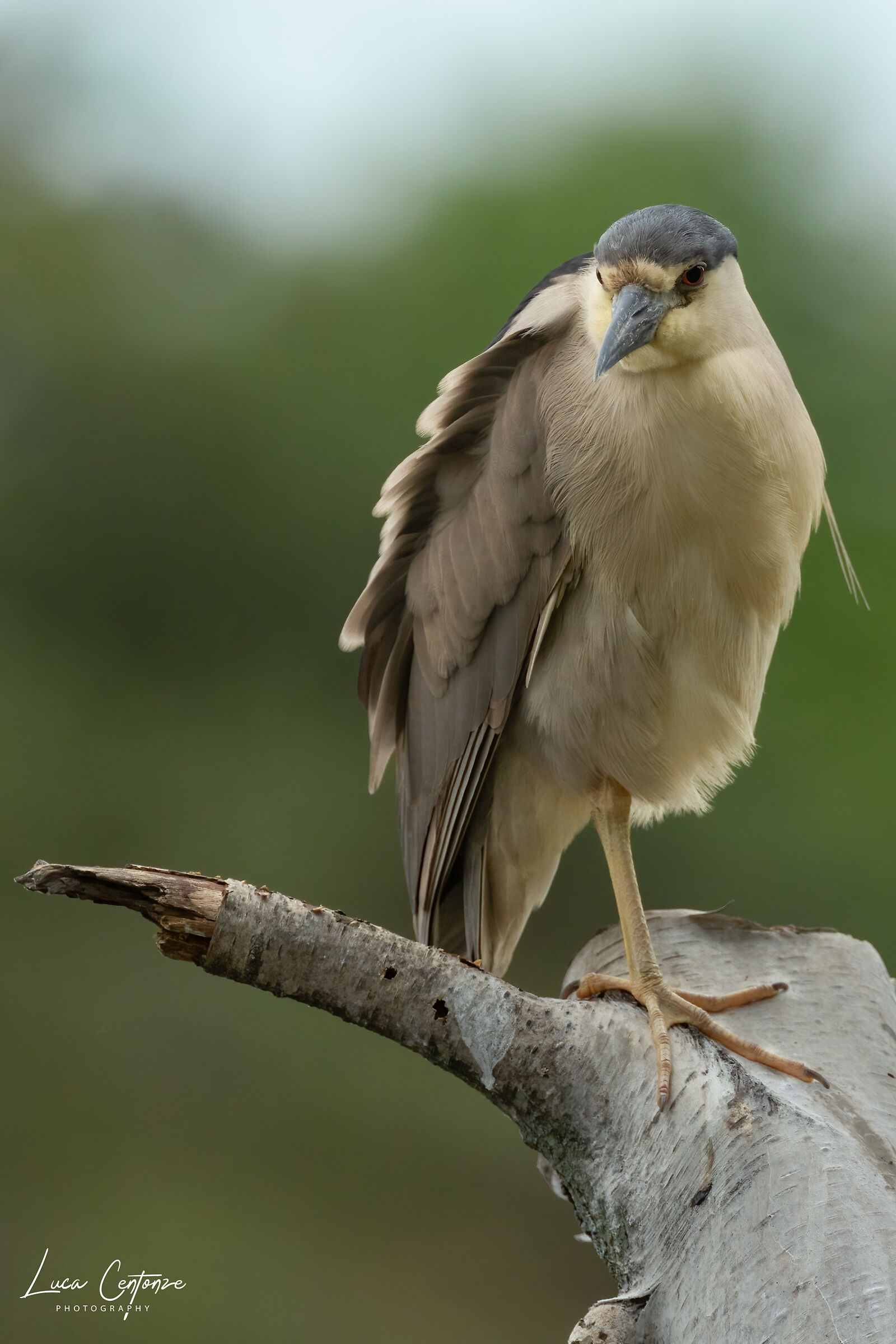 Nitticora (Black-crowned Night-Heron)