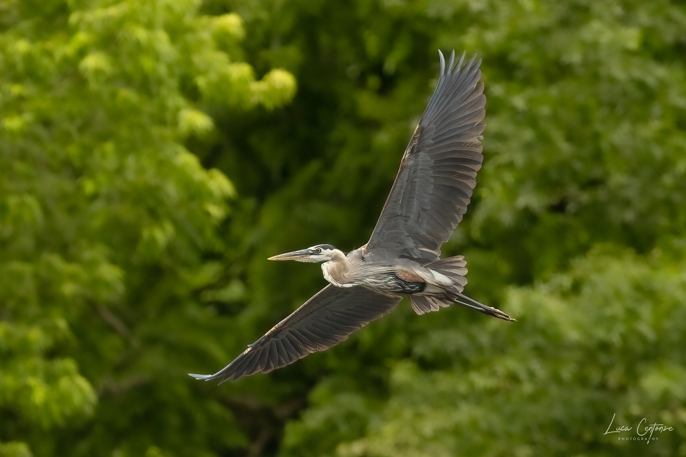 Great Blue Heron (Ardea herodias)