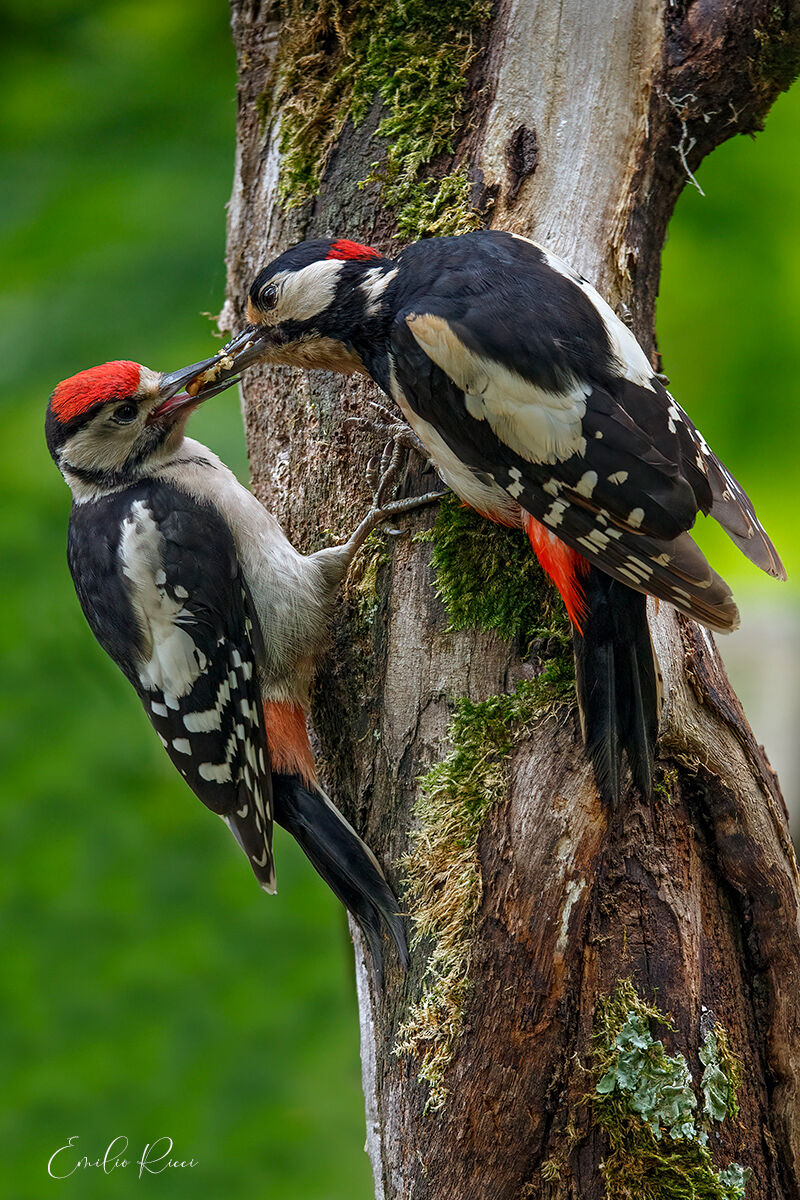 Greater red woodpecker