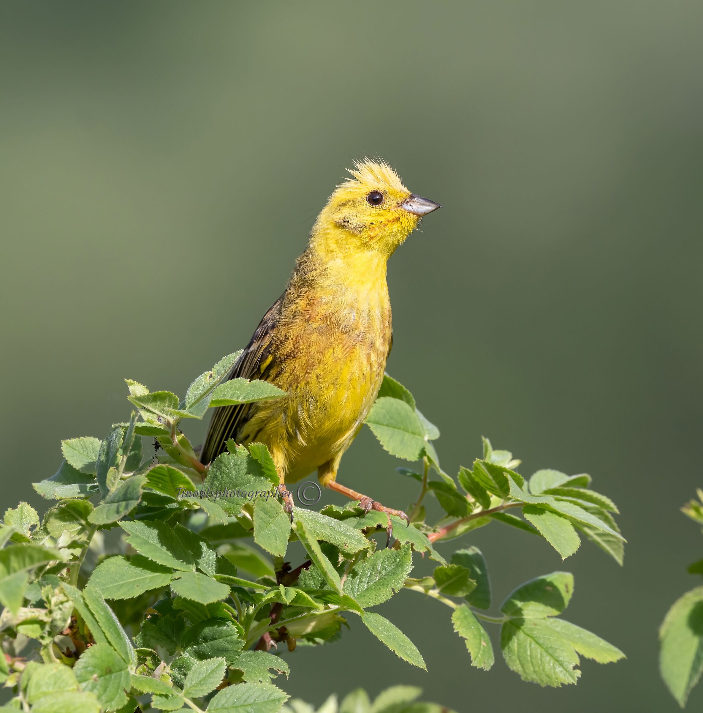 Zigolo giallo (Emberiza citrinella)