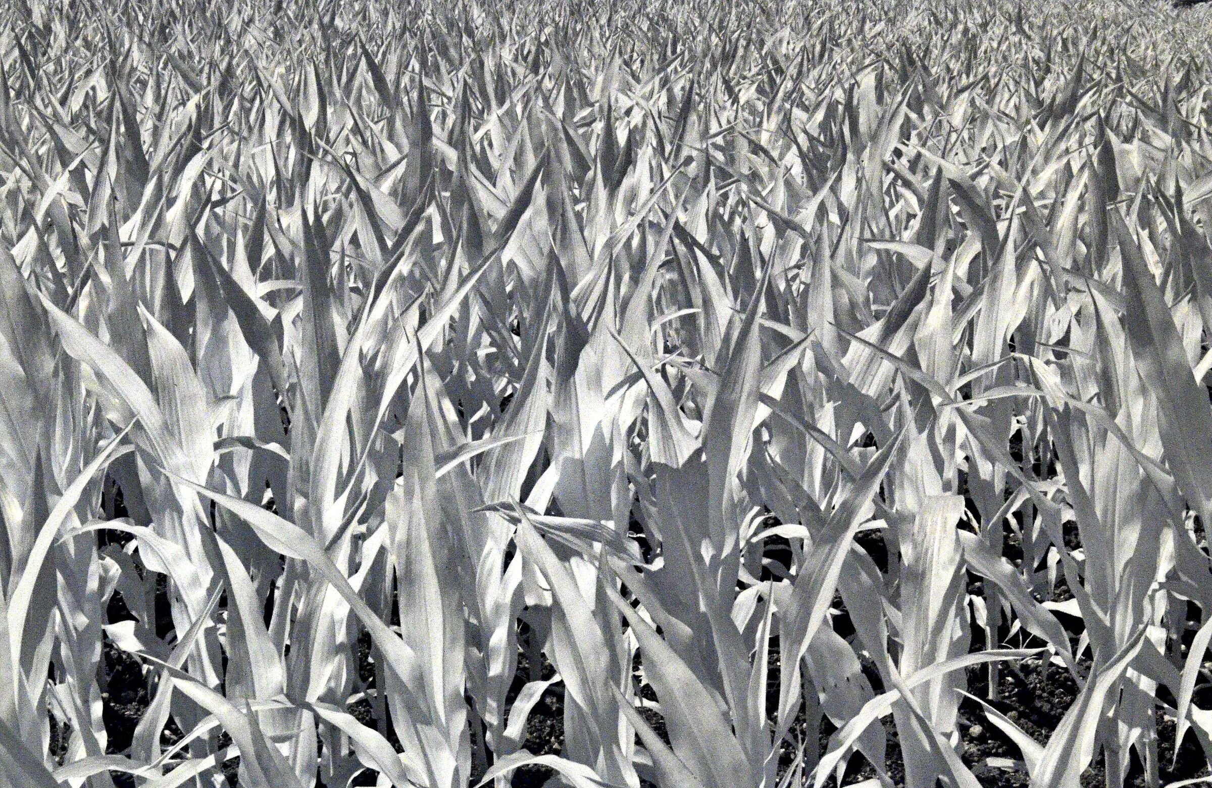 Campo di grano infrared