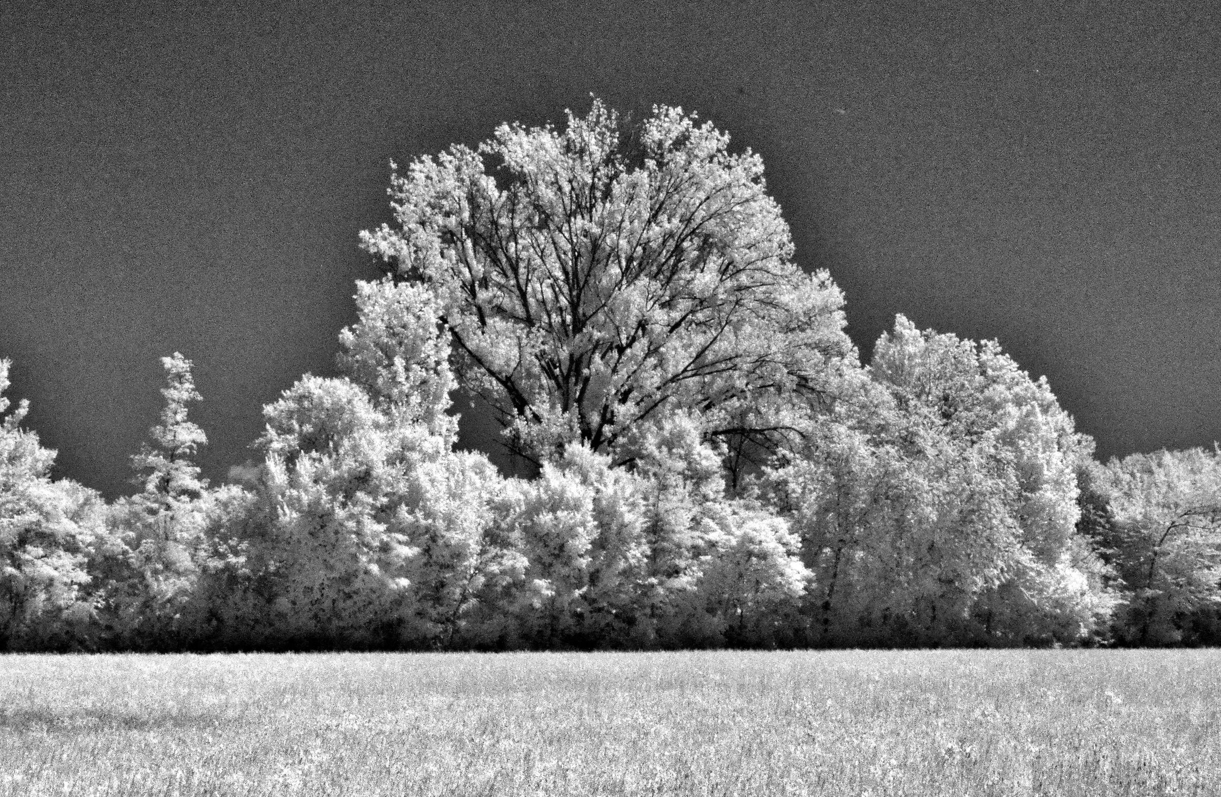 Infrared wheat field II