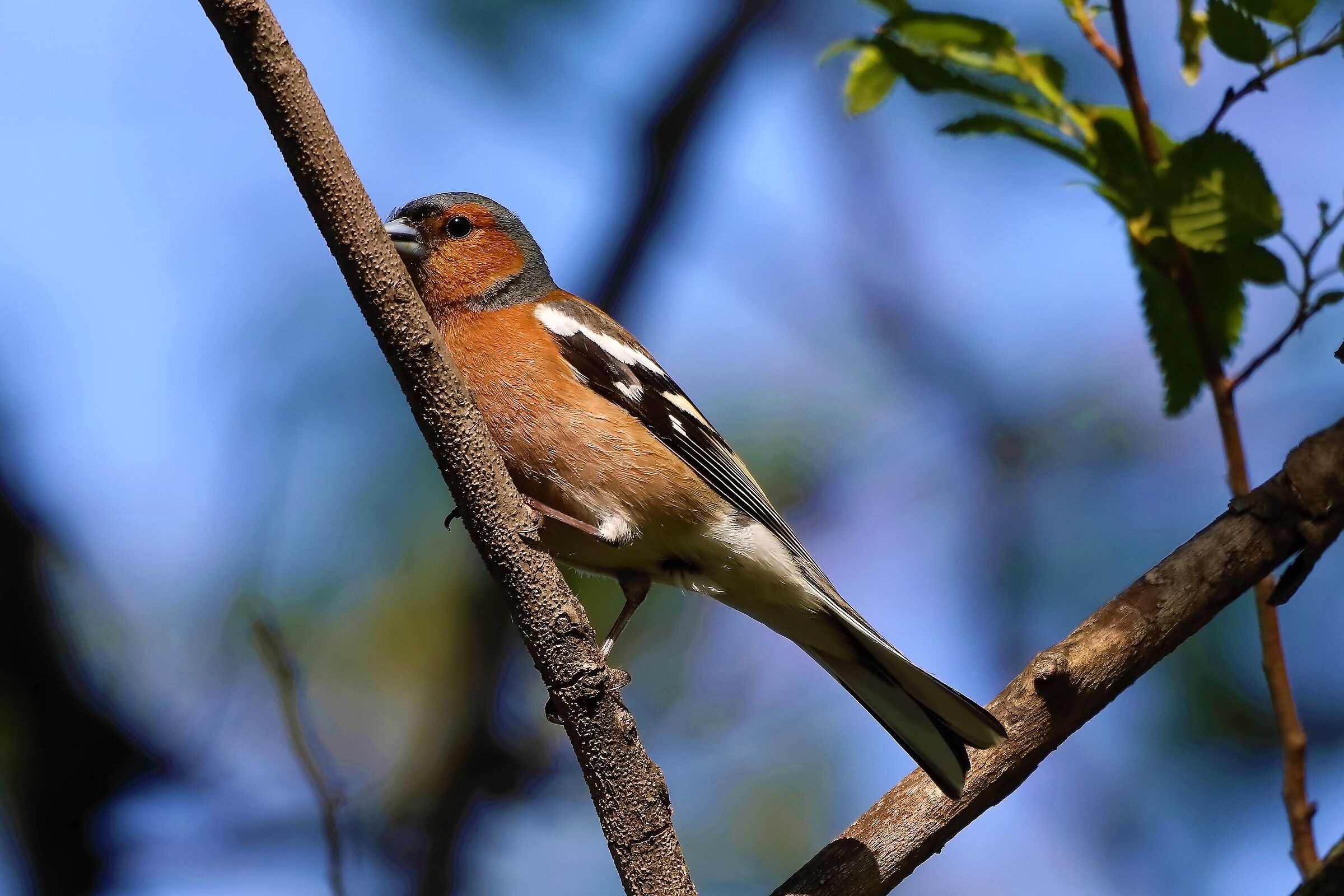 fringuello 13-05-2022