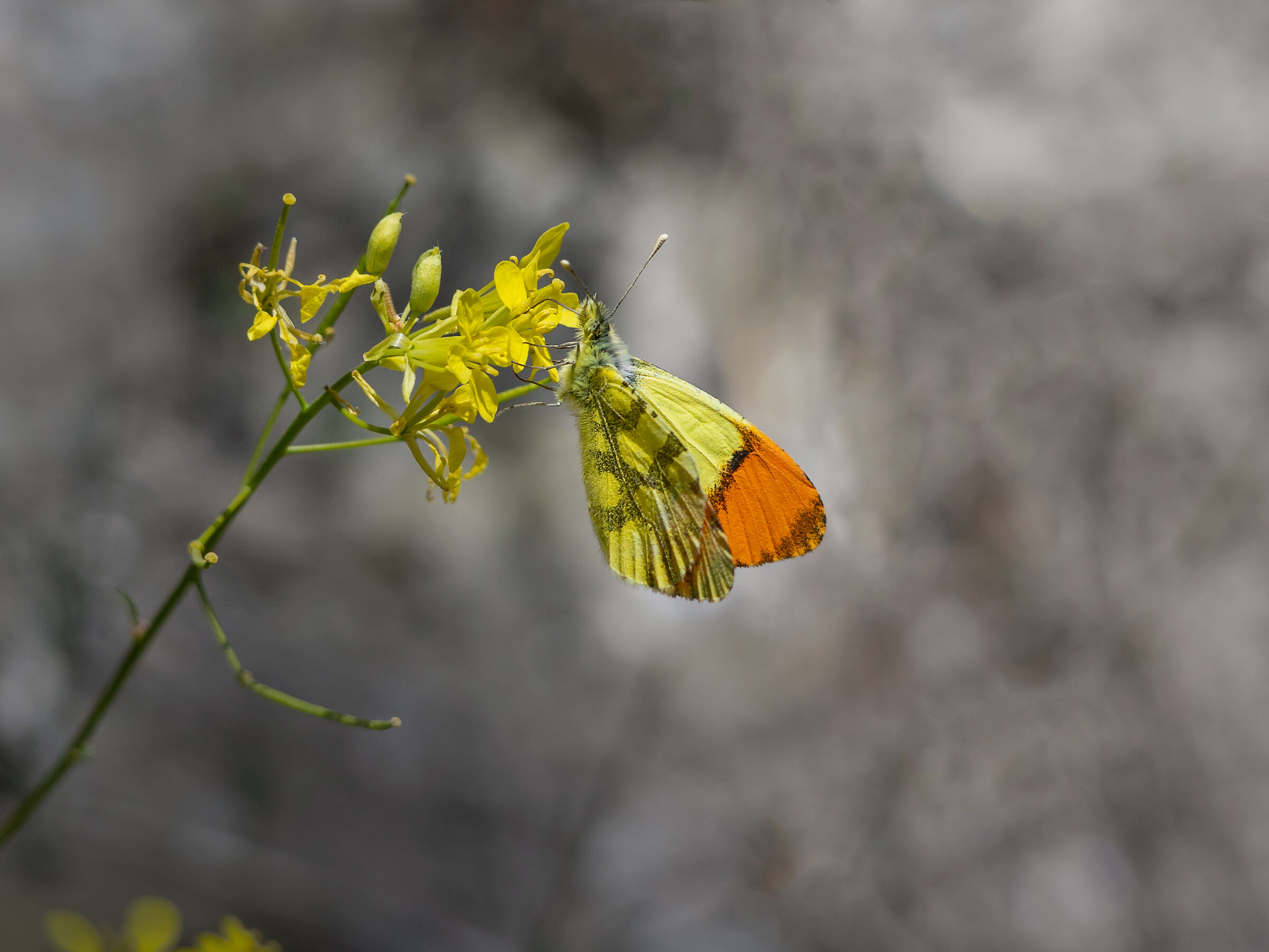 Anthocharis euphenoides