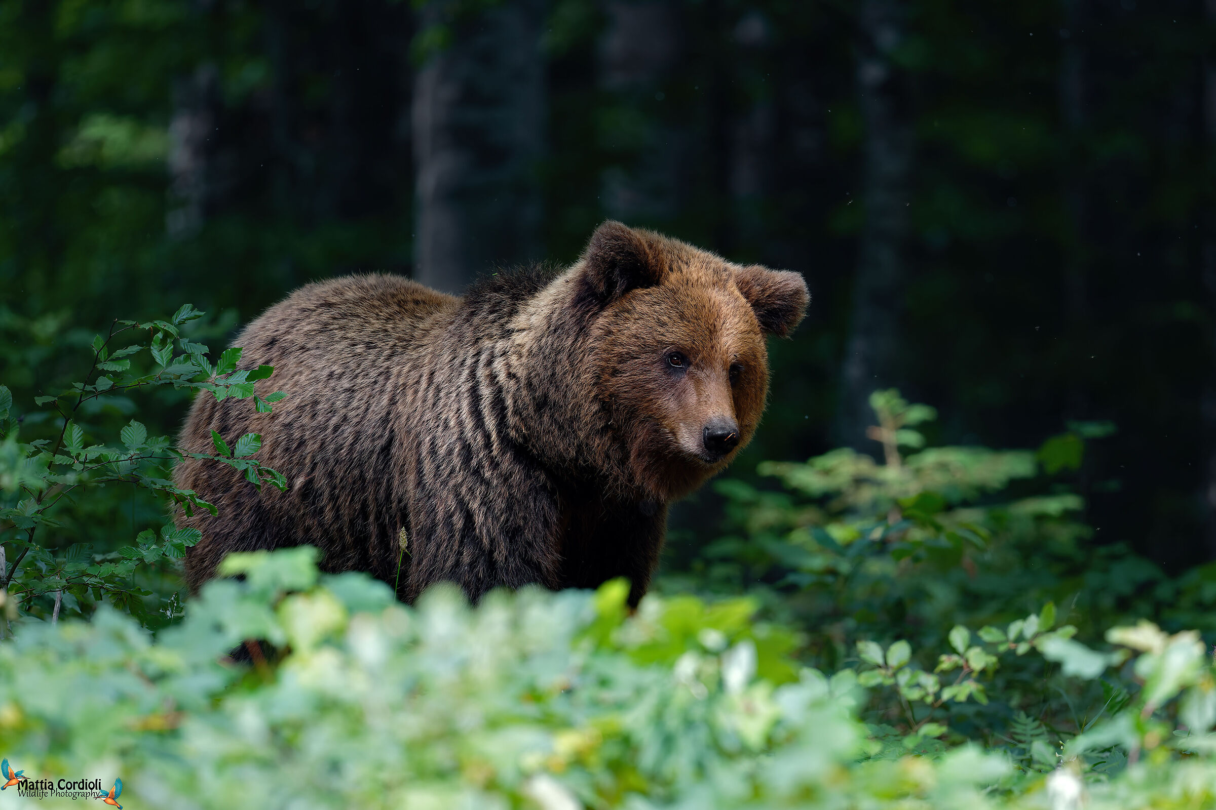 Brown Bear female