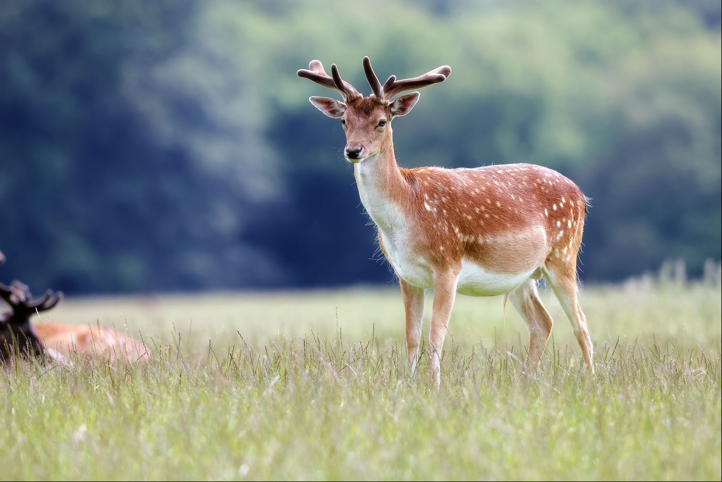 Young Danish Fallow Deer