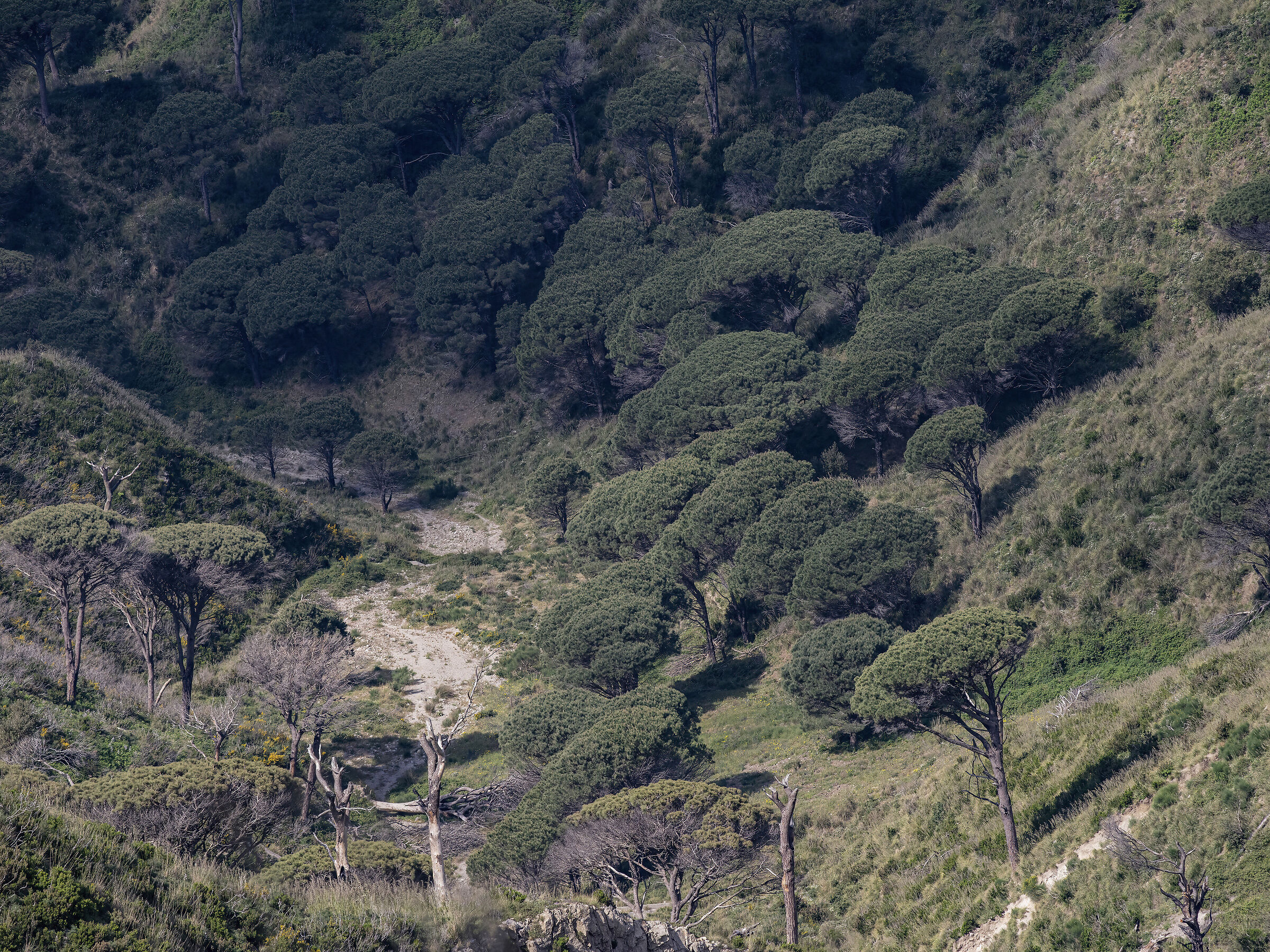 Dry stream and maritime pines
