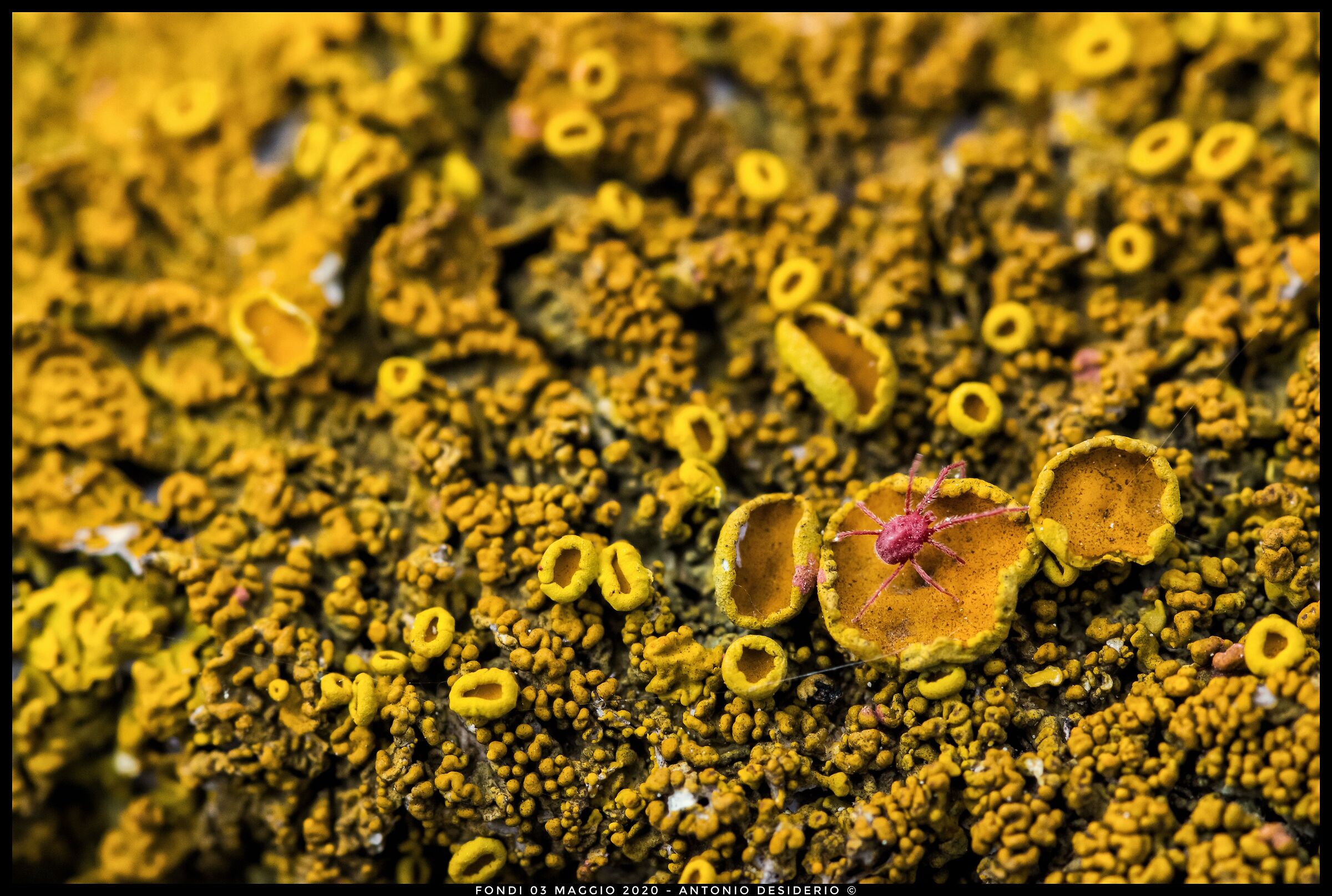 Strange creatures of a strange planet