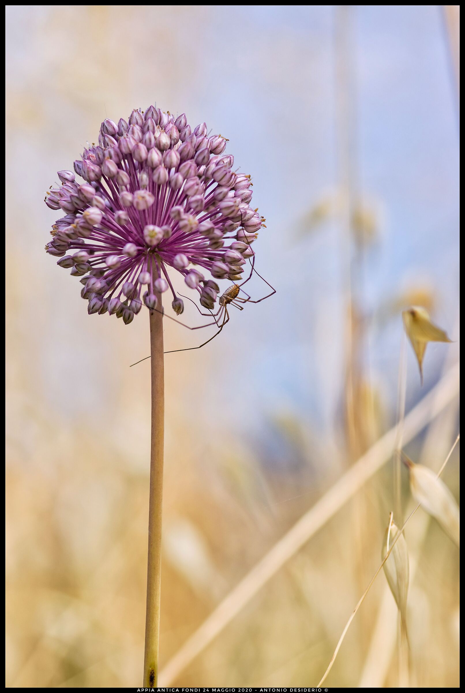 Wild garlic with host